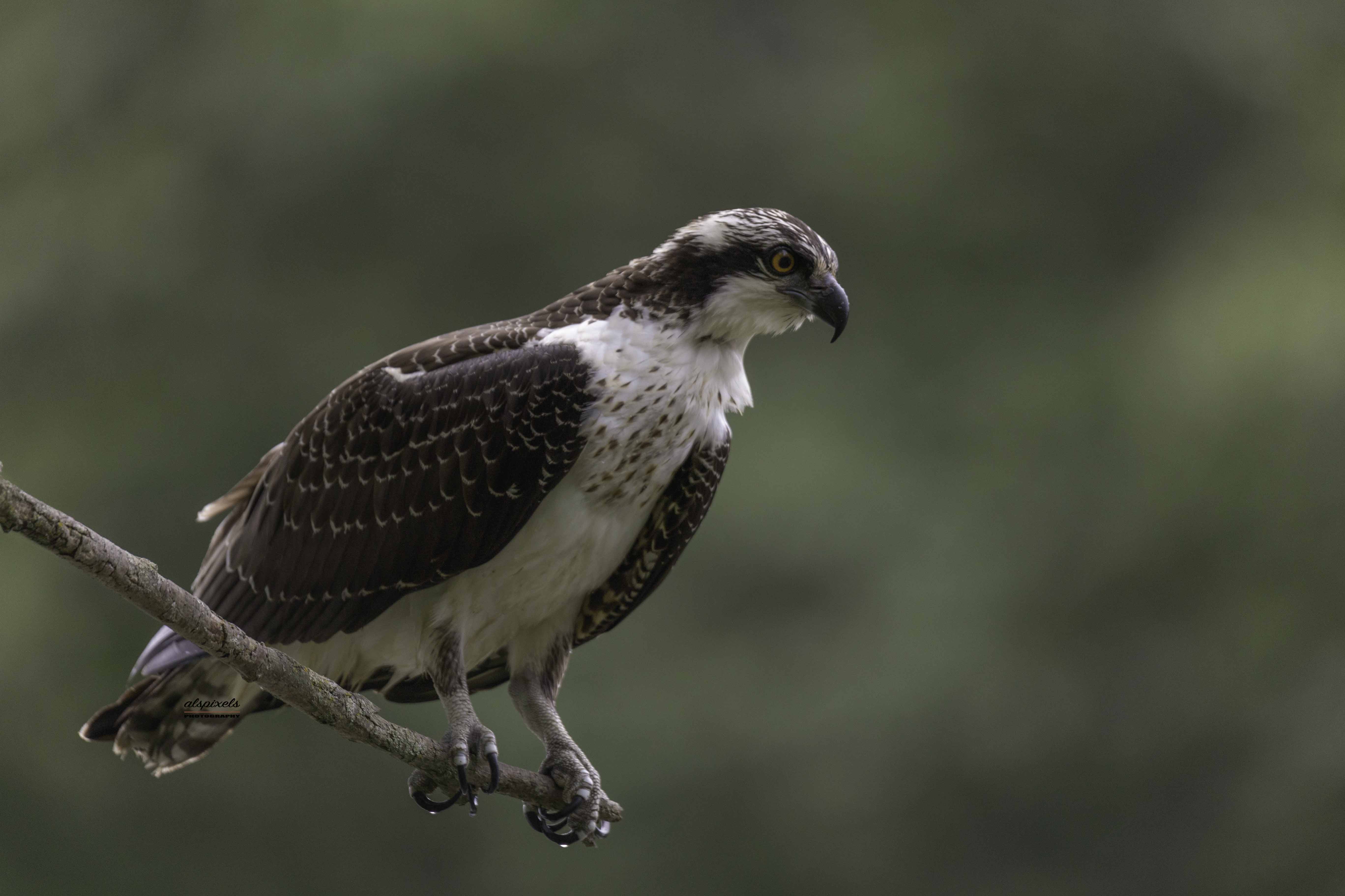 Bird Bird of the prey Osprey, Ali Pashang