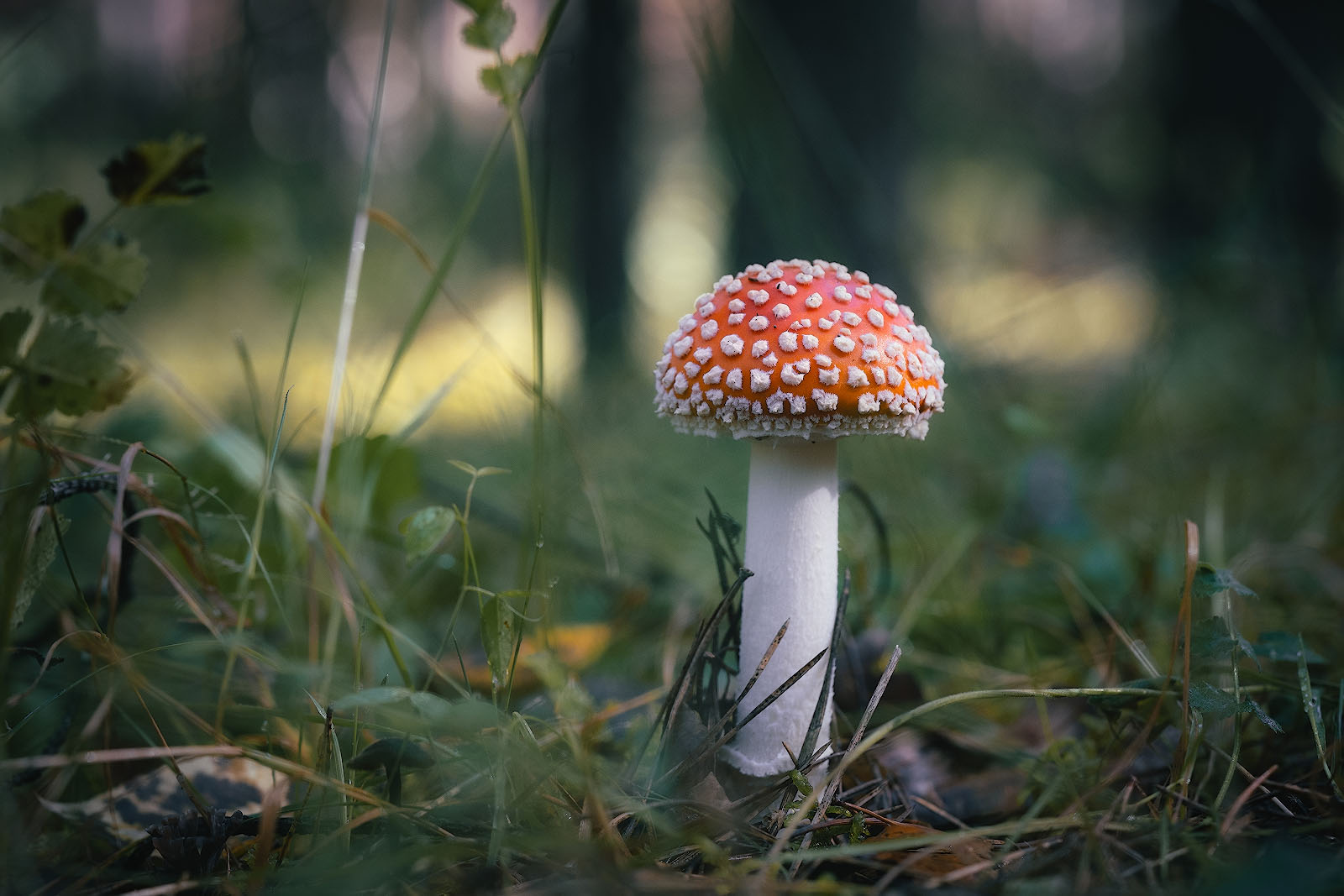 mushroom, forest, outdoor, fly agaric, green, Алексей Вымятнин