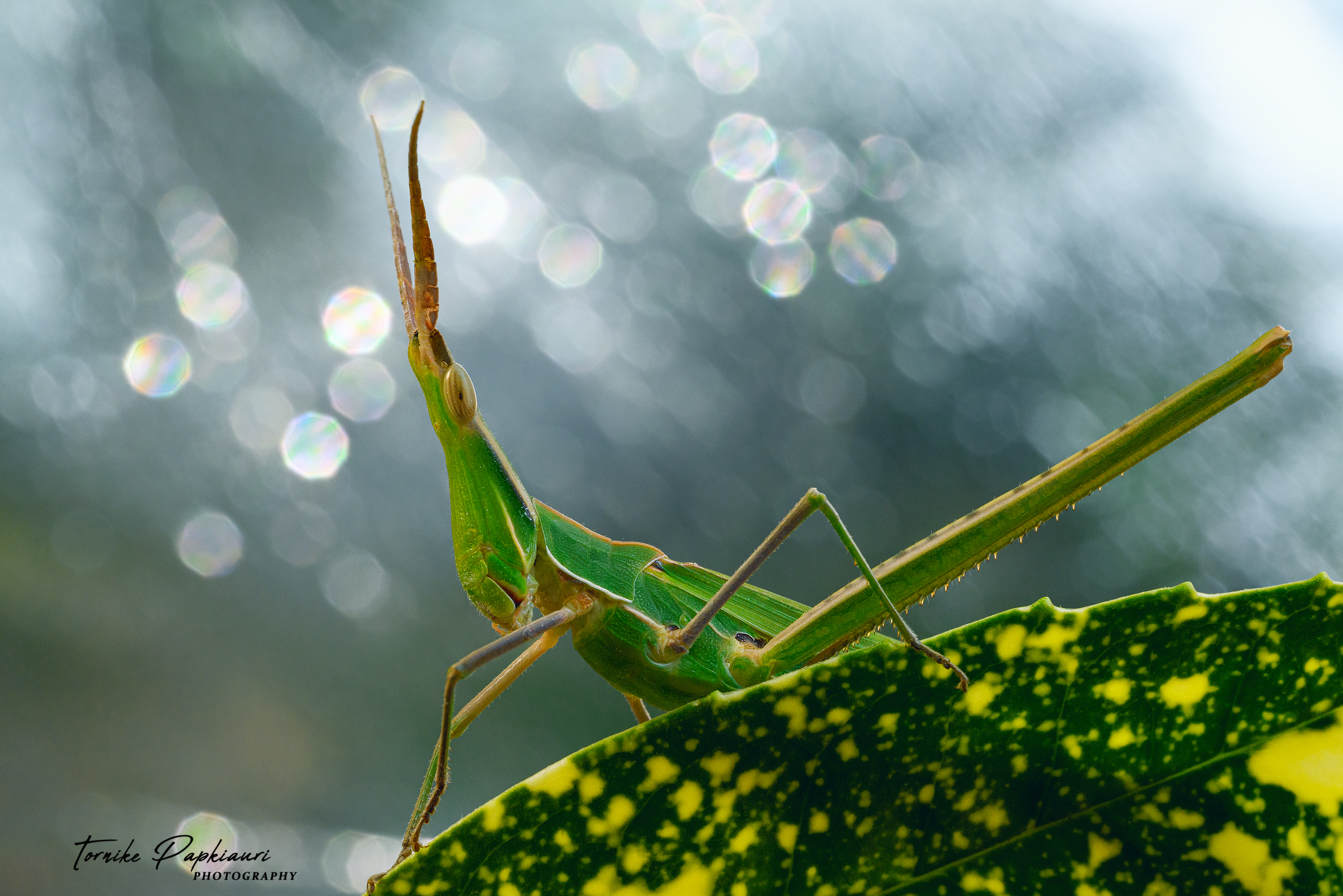 macro, grasshopper, georgia, TORNIKE PAPKIAURI