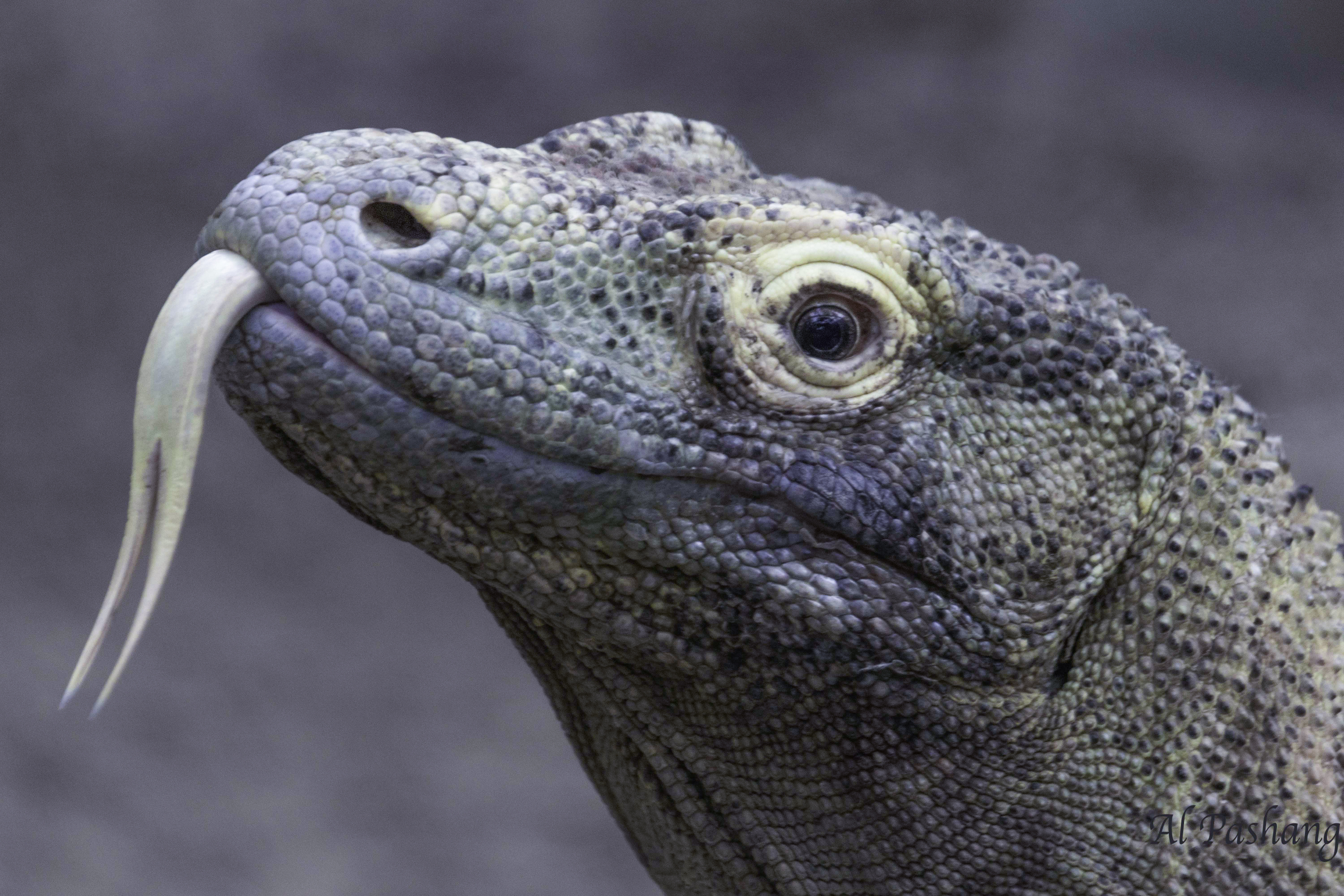 reptile  monitor. lizard  dragon. komodo dragon, Ali Pashang