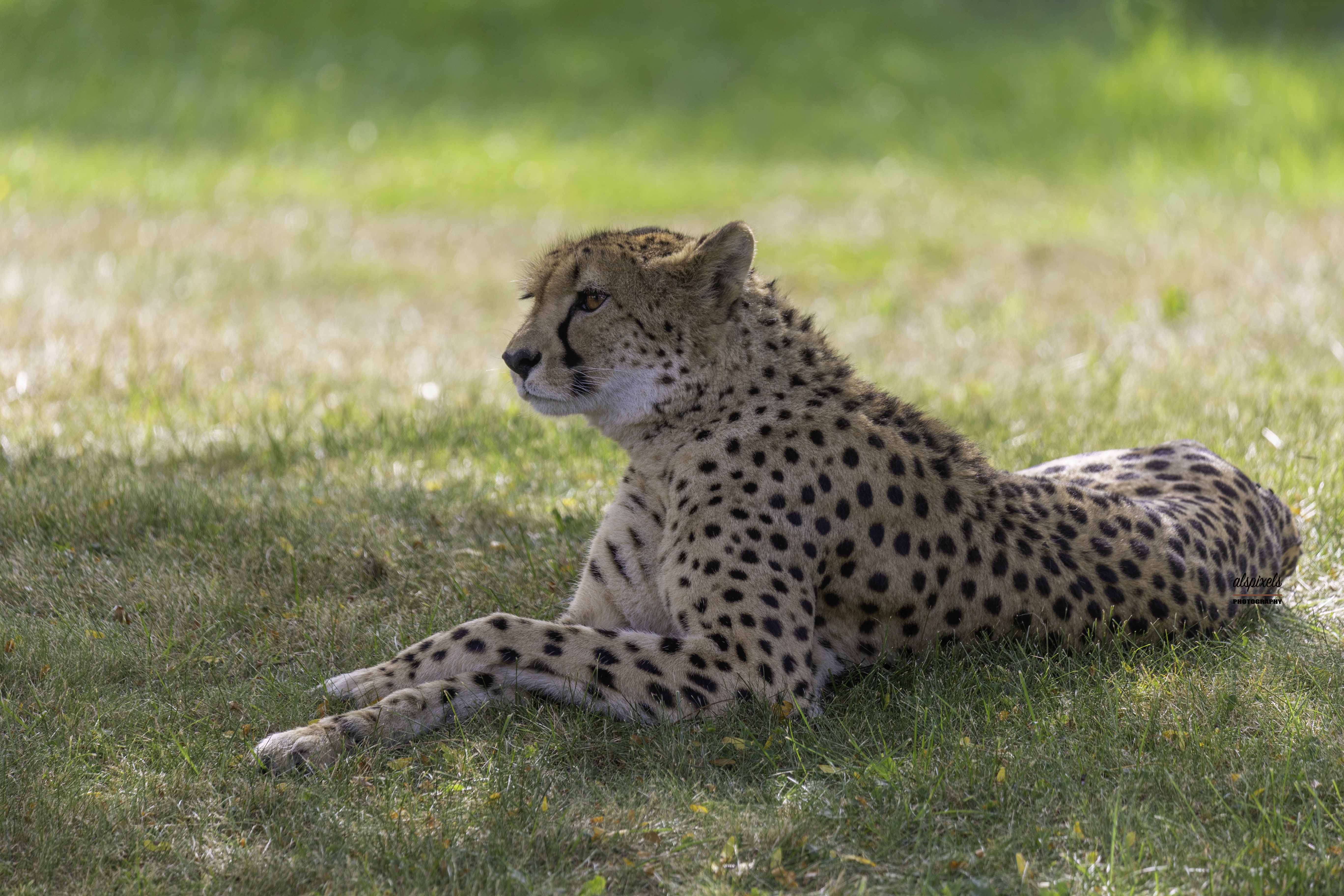 mammals-cheetah-fastest -speed., Ali Pashang