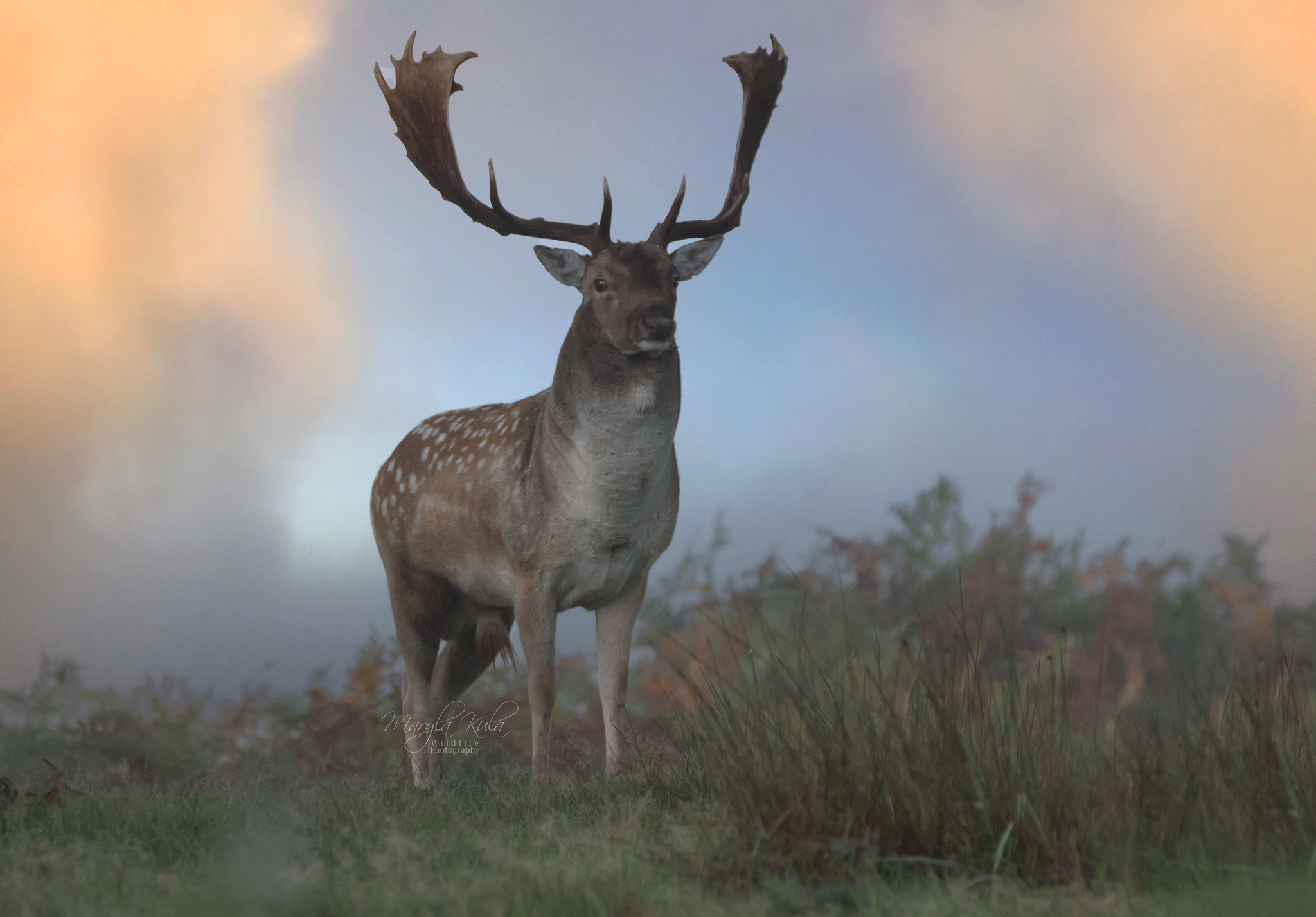 fallow deer, deer, animals, nature, wildlife, canon, MARIA KULA