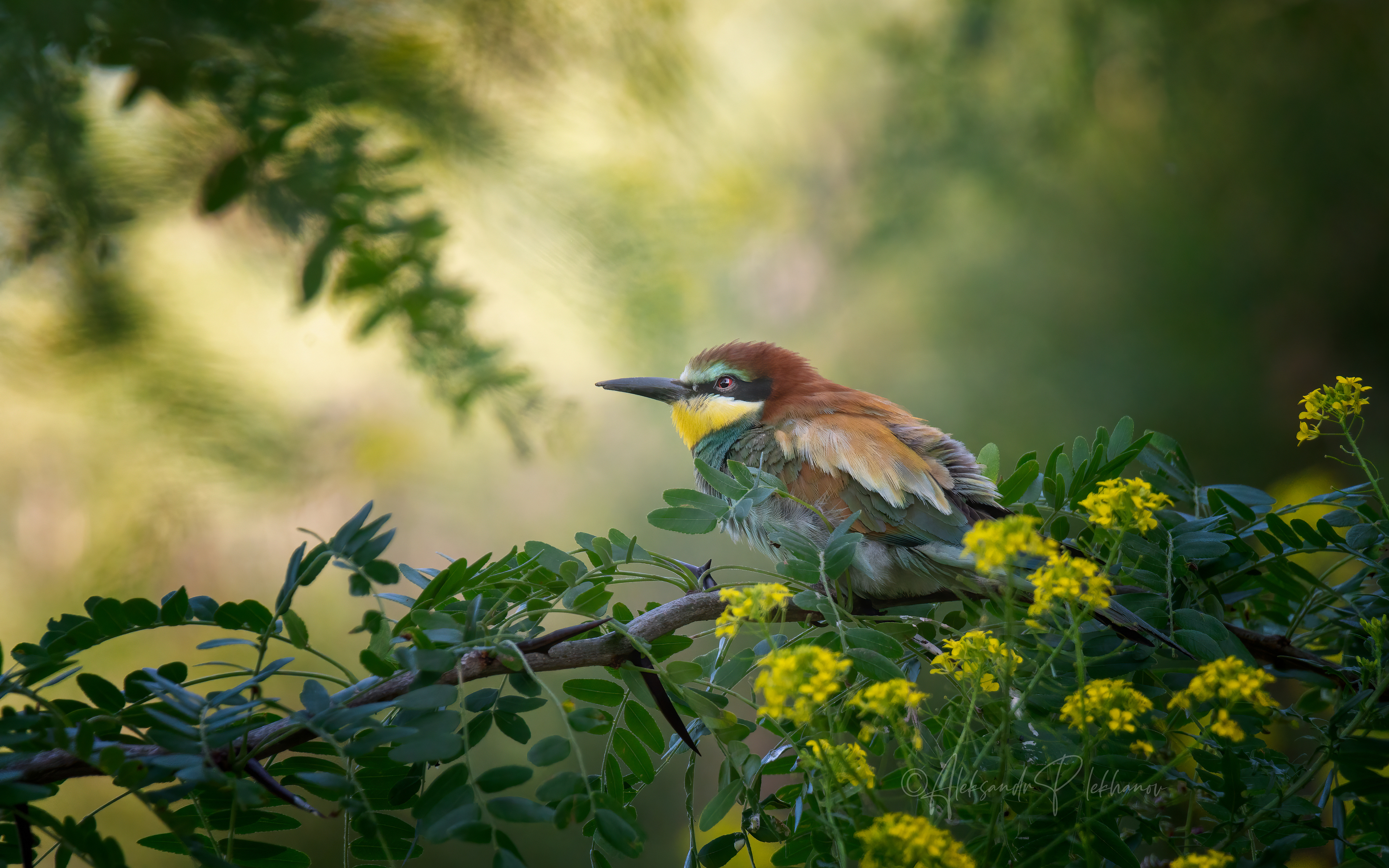 bee-eater,, Плеханов Александр