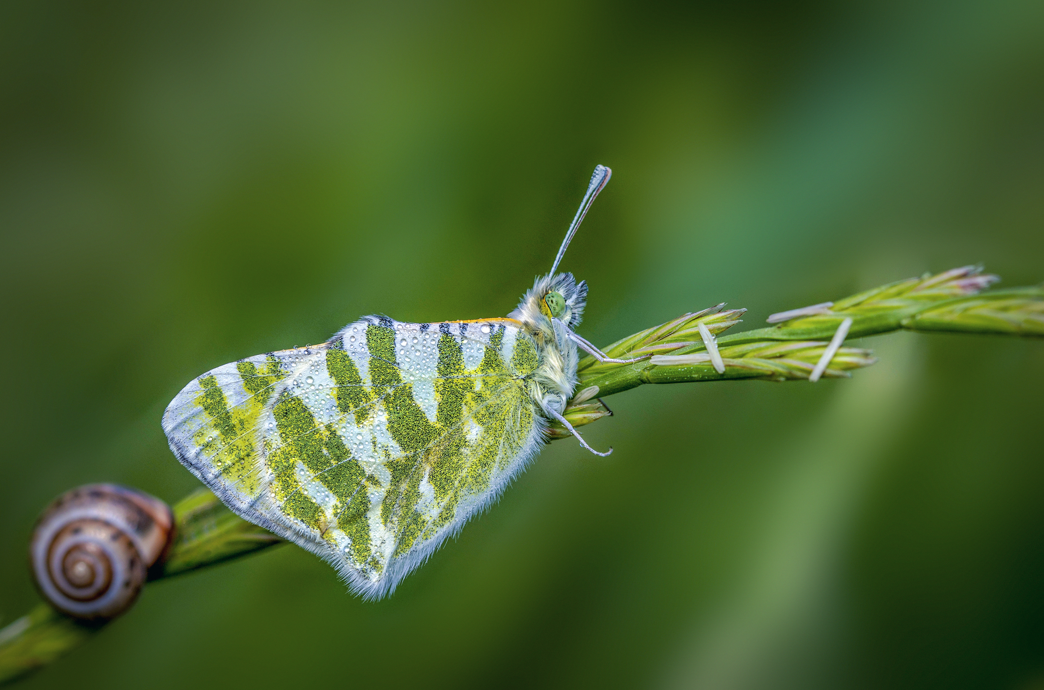 Butterfly, Татьяна Горбачева Маментьева