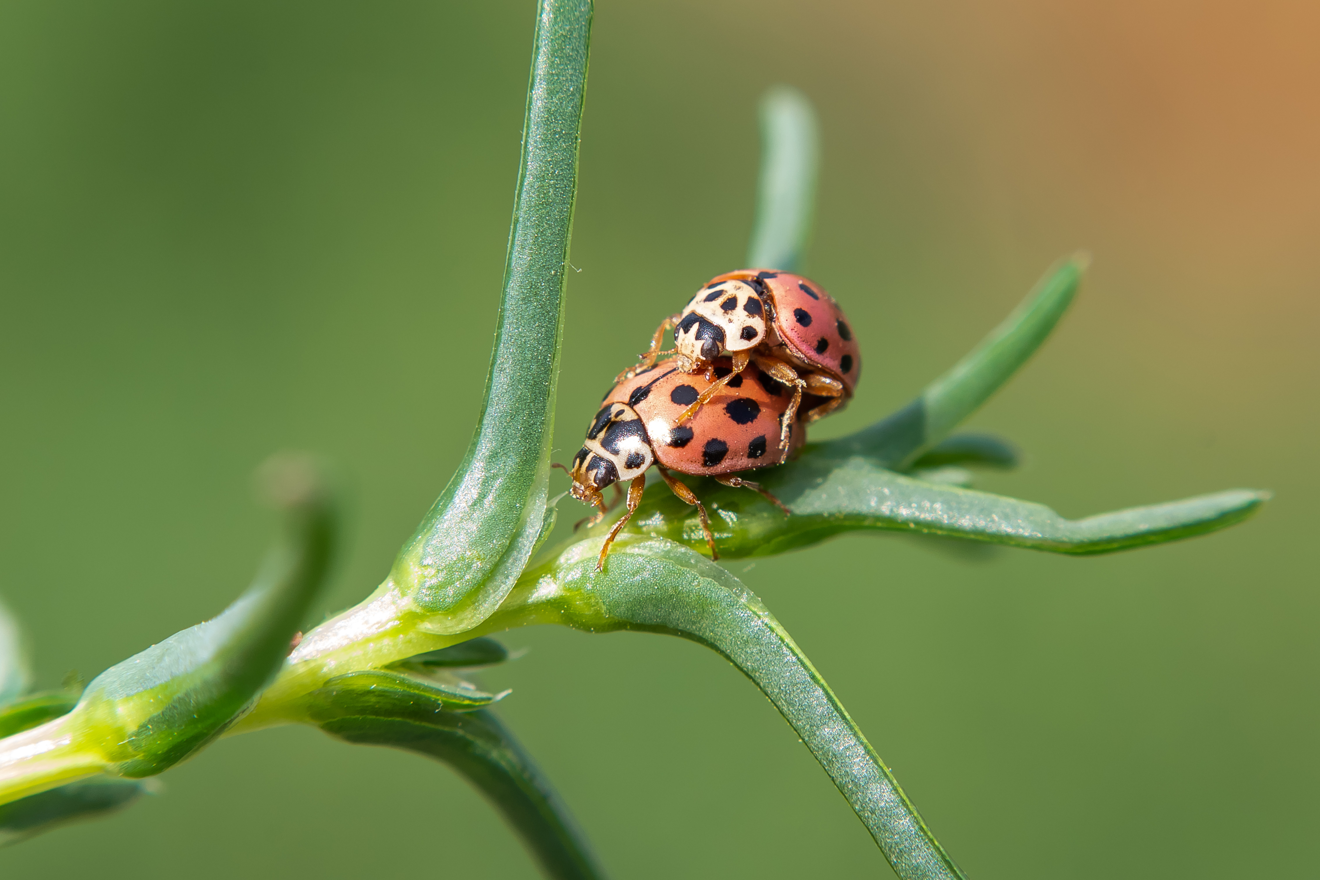 bug, volgograd, russia, wildlife, , Павел Сторчилов