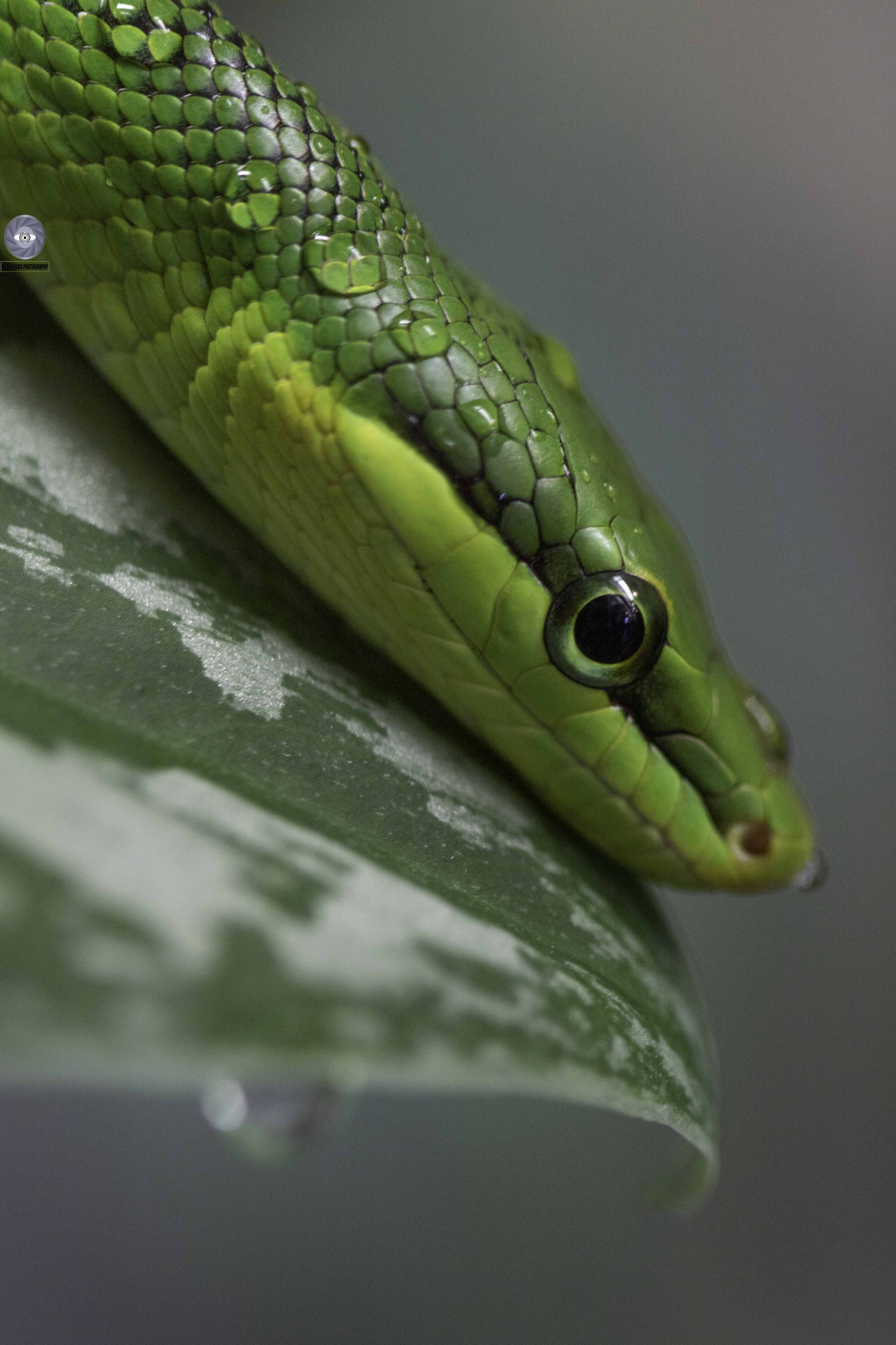 snake rat snake green snake - red-tailed green ratsnake, Ali Pashang