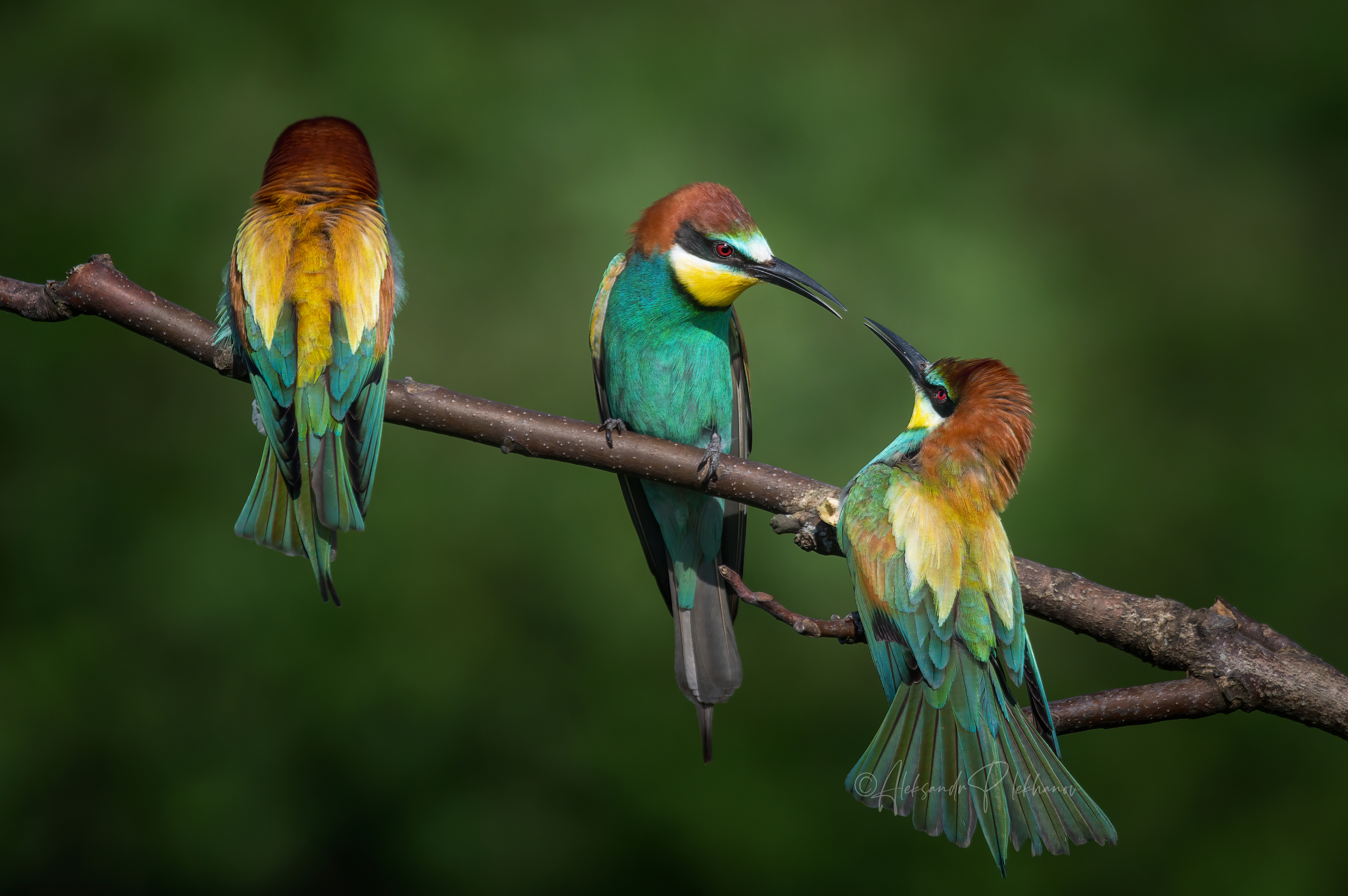 bee-eater, Плеханов Александр