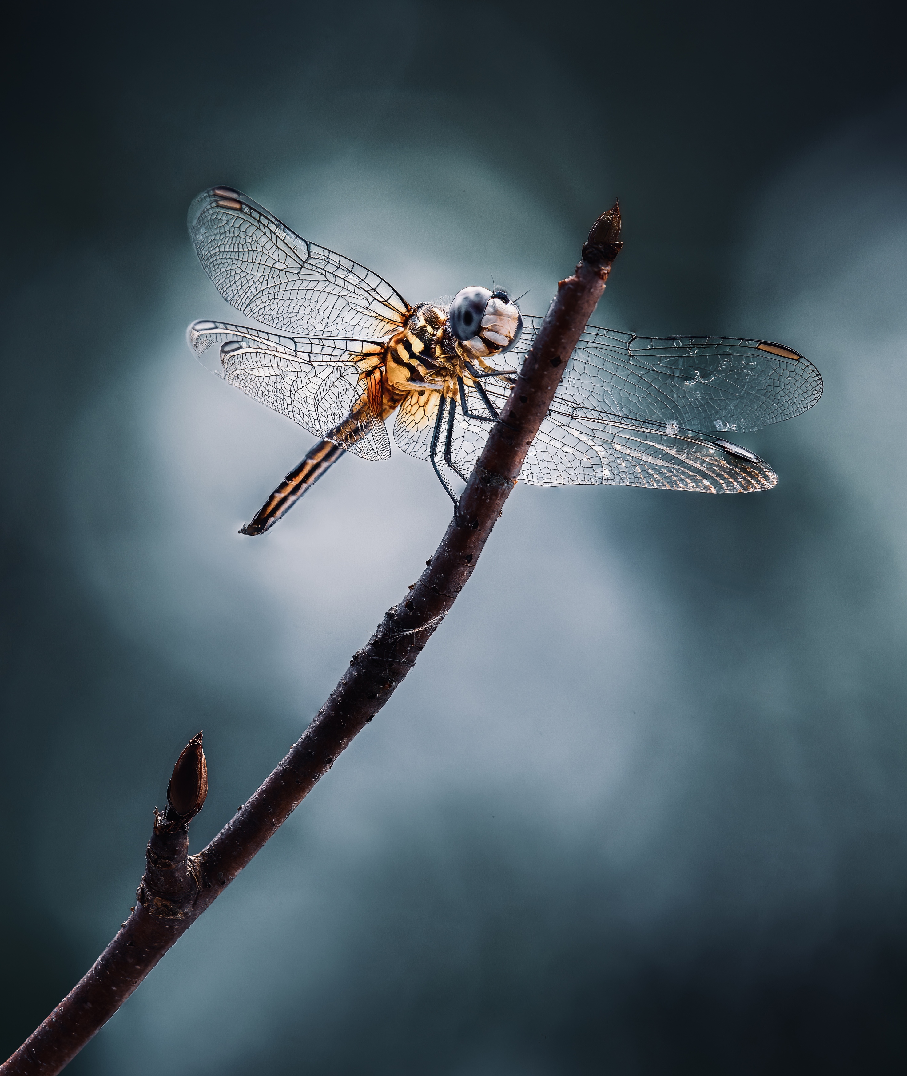 damselfly, dragonfly, insect, grass, sunset, dusk, evening, bug, macro, blade, grassland,, Atul Saluja