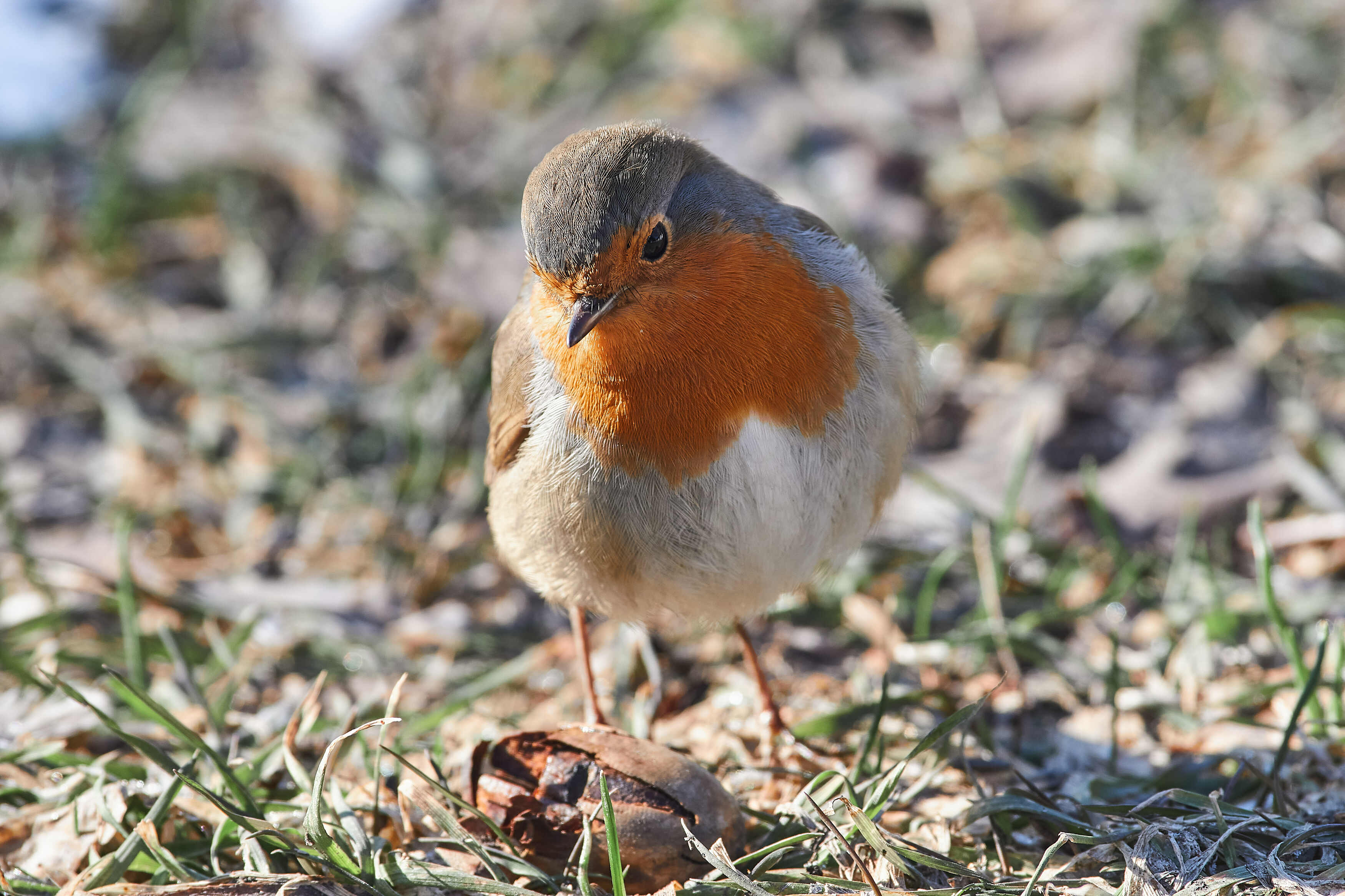 bird, birds, volgograd, russia, wildlife, , Павел Сторчилов