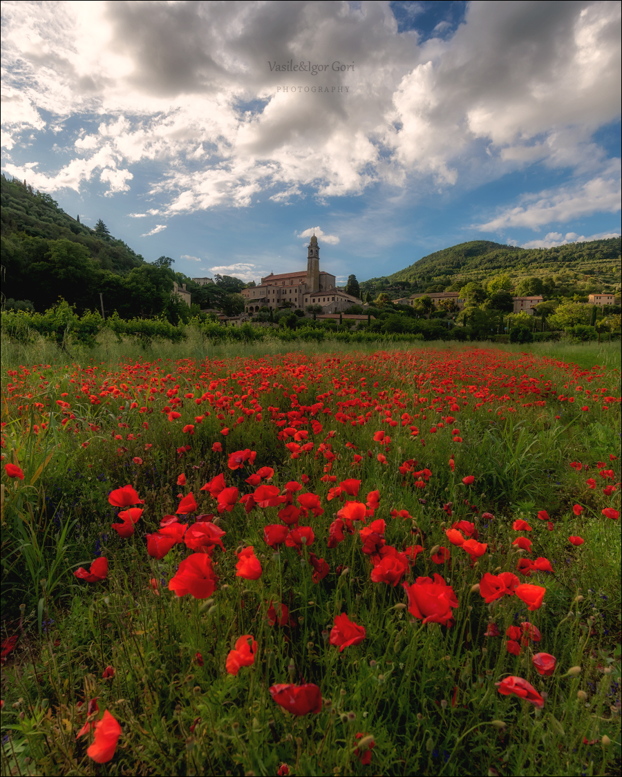 italy, arquà petrarca,italia,вечер,италия,маки,veneto,весна,венето,belvedere,деревня,свет,nature,rural,май,, Гори Василий