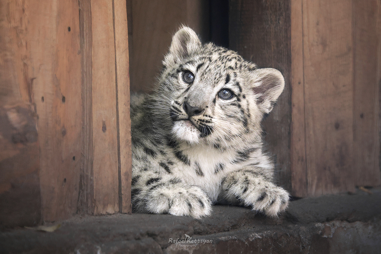 #snowleopard, #bigcats, #ирбис, #снежныйбарс, #большиекошки, Кетцян Рафаэль