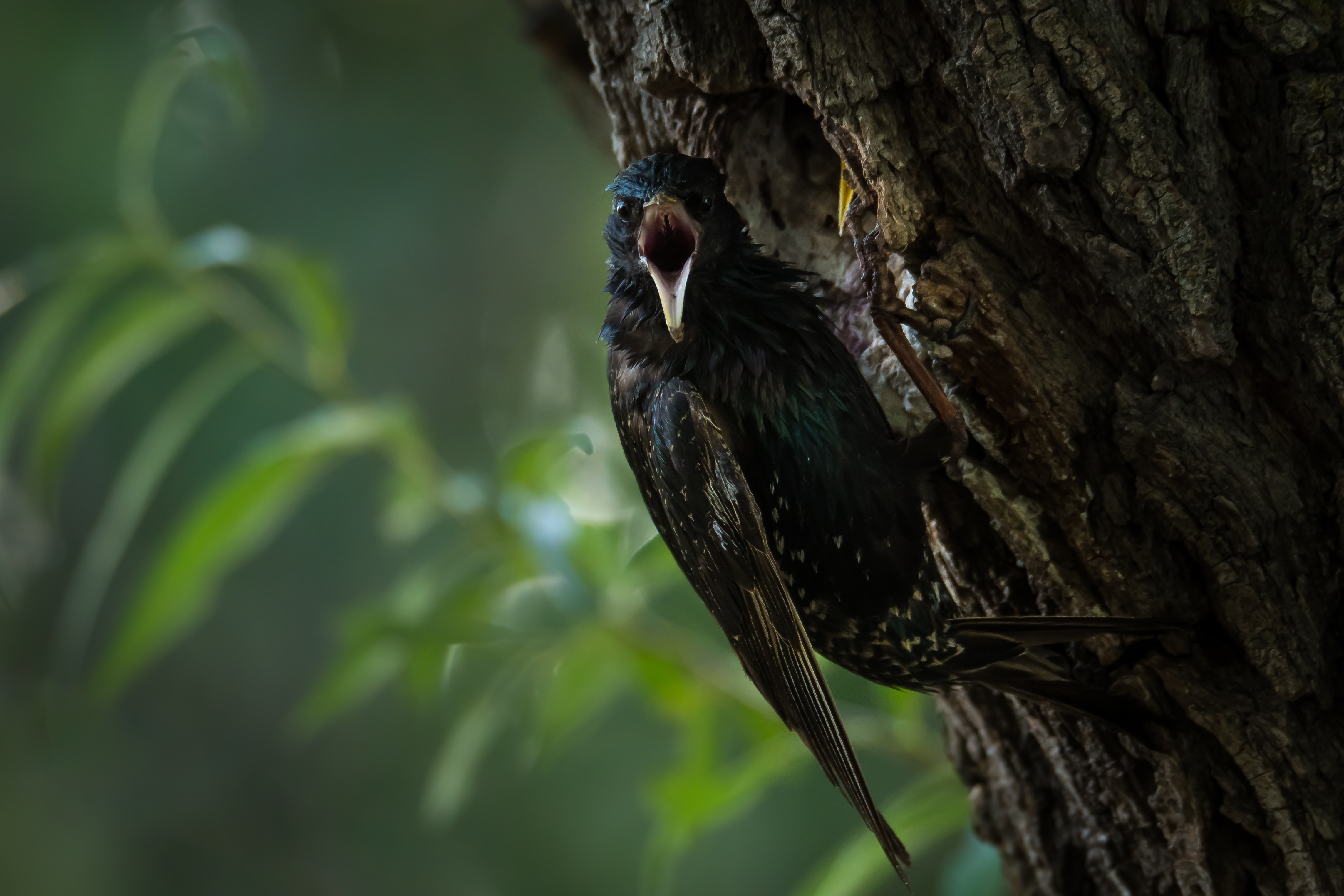 скворец, дупло, Sturnus vulgaris, Соварцева Ксения