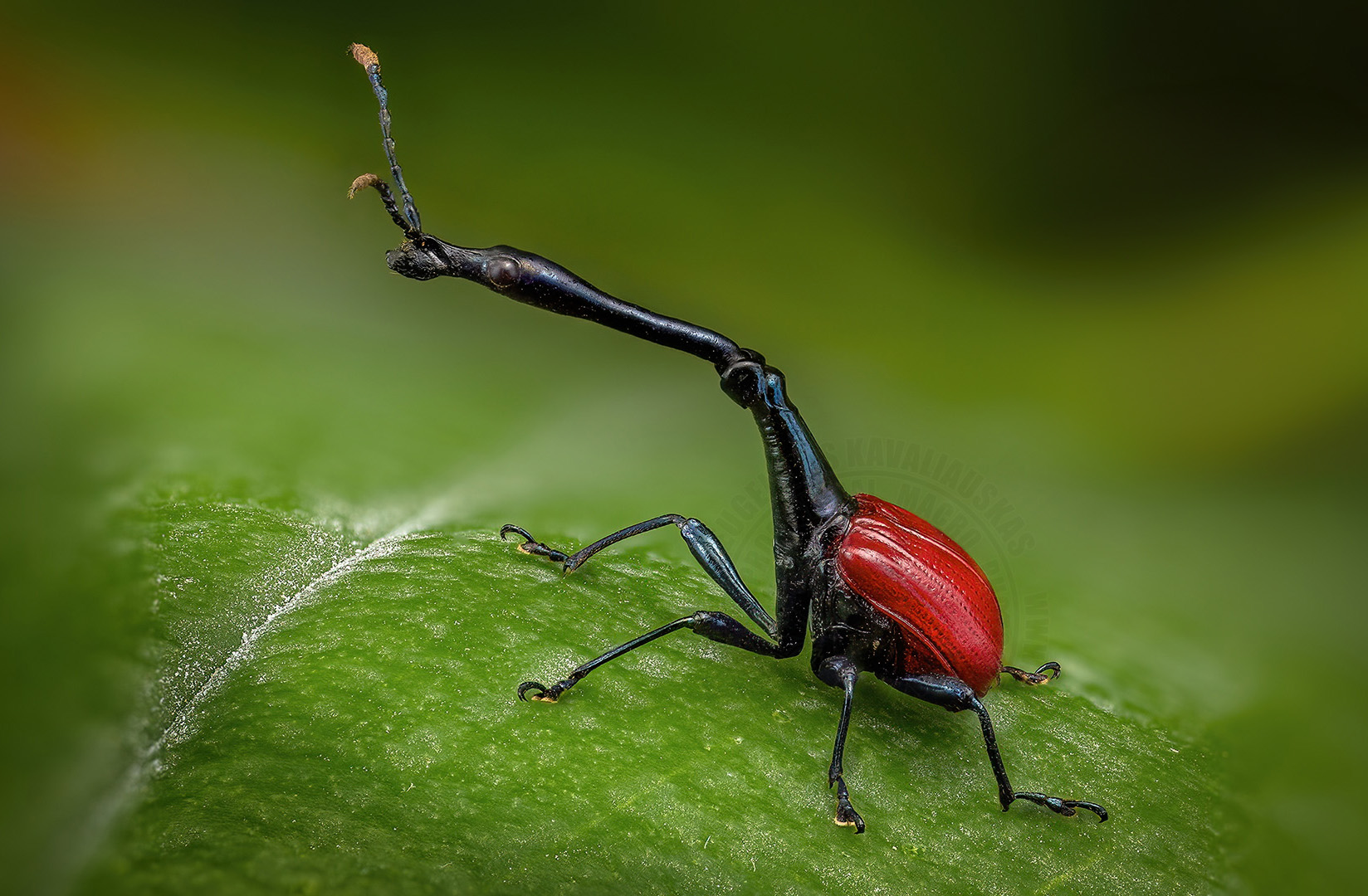 coleoptera, trachelophorus giraffa, Kavaliauskas Eugenijus