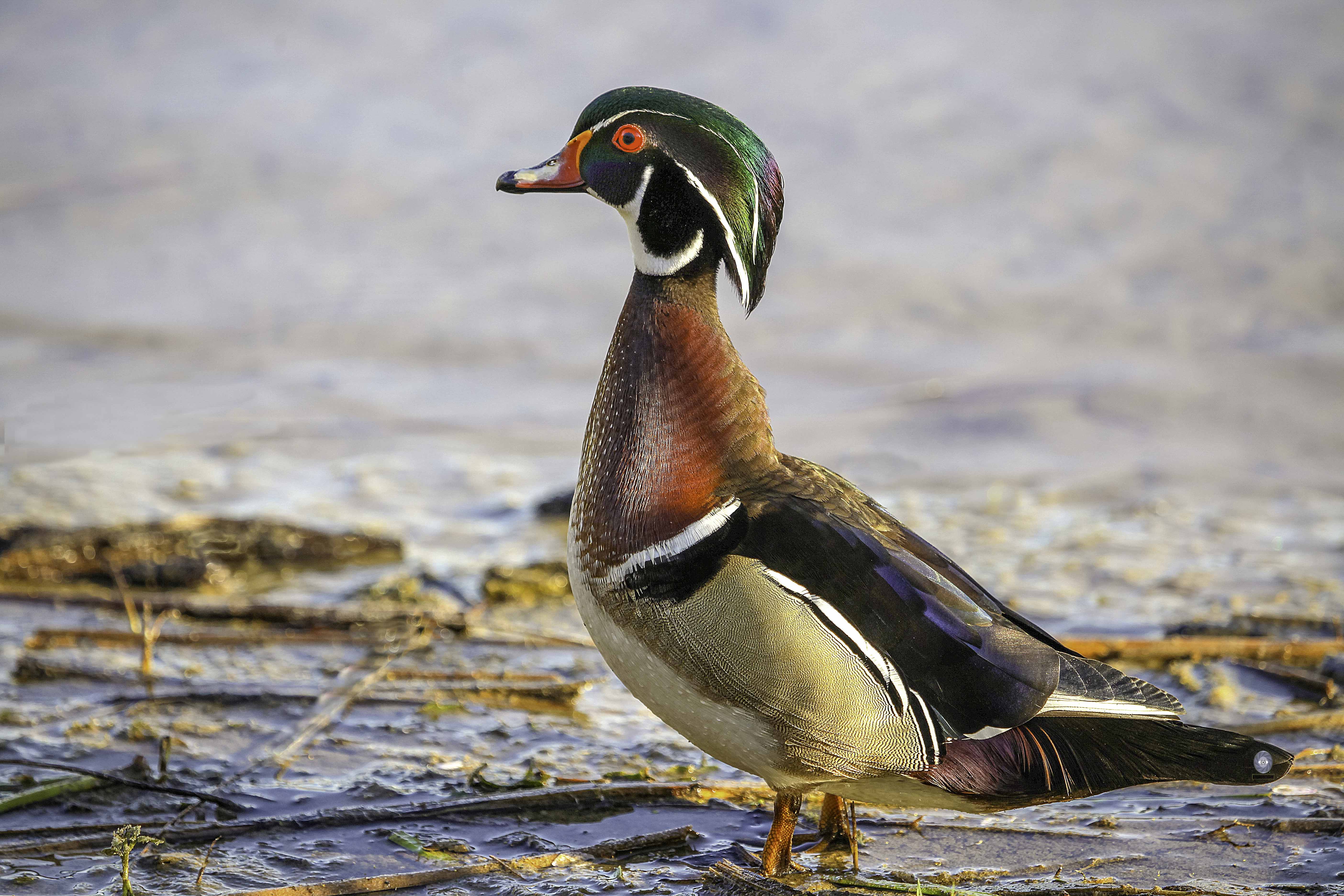 bird  duck wood duck, Ali Pashang