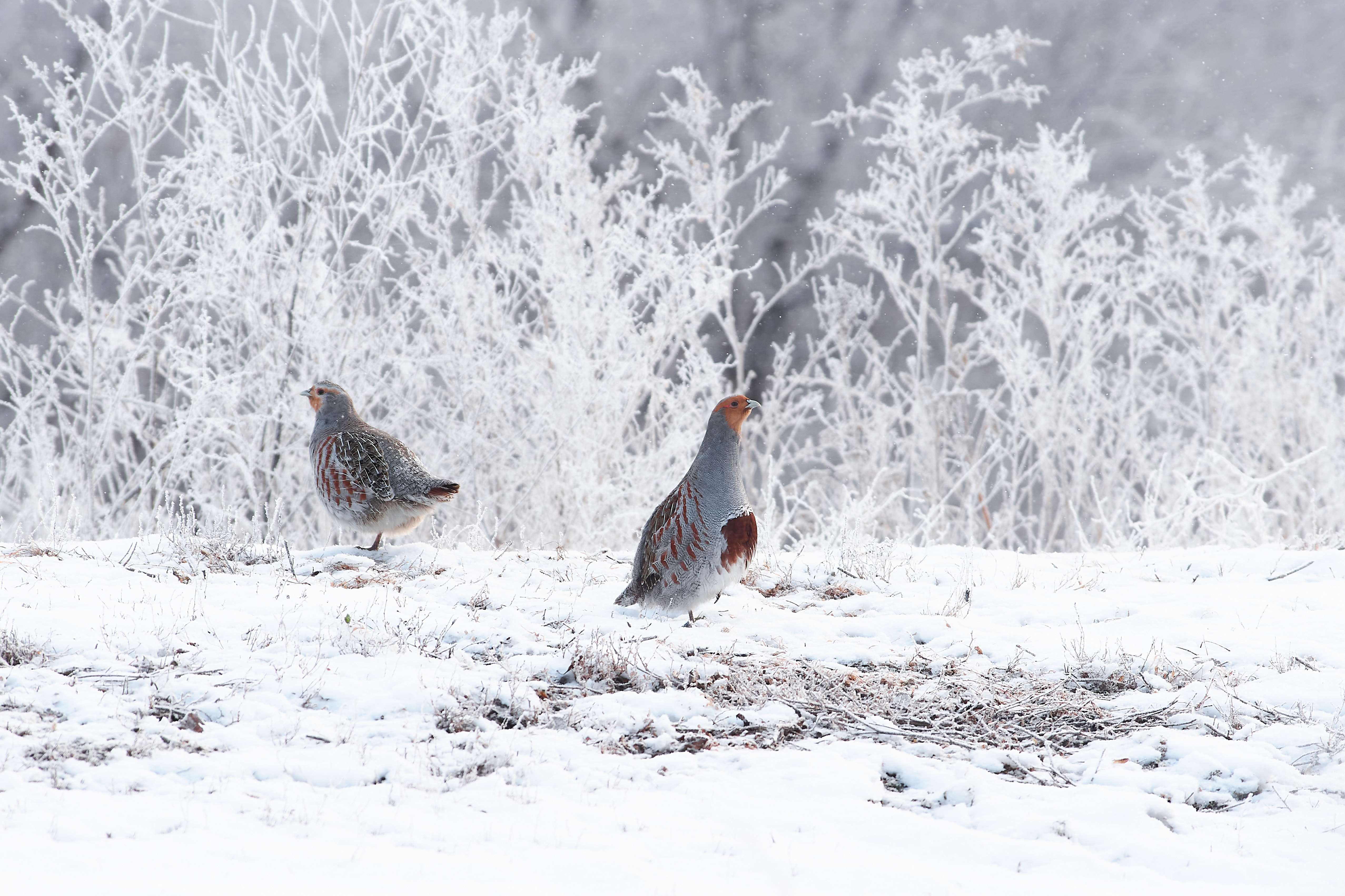 birds, bird, volgograd, russia, , Павел Сторчилов