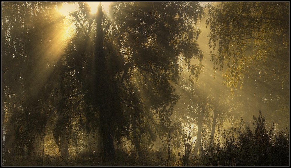 туман,туманы,осень,свет,пейзаж,природа,россия,владимир,шипулин,томск,фотограф, Vladim_Shipulin