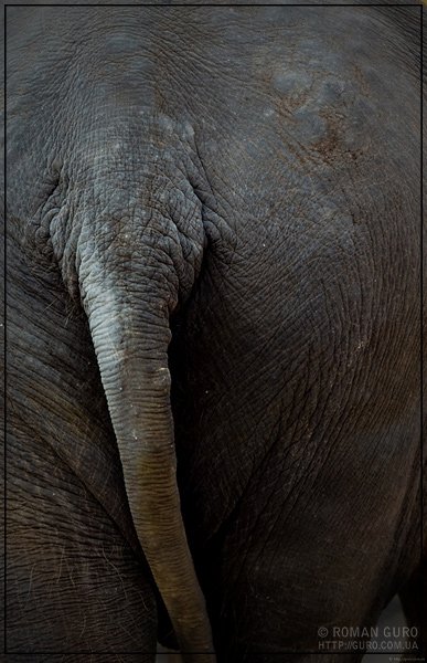 слон, хвост, Roman Guro