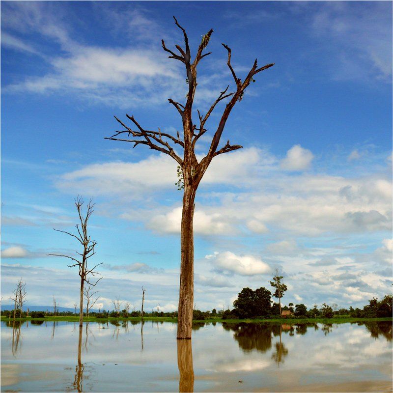 камбоджа, дерево, Dmitry Babrovich