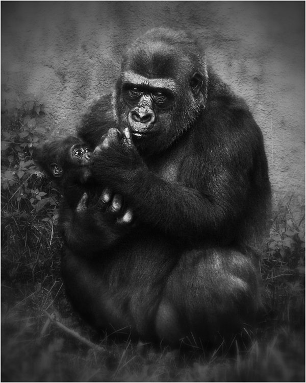 грустно, обезьяны, взгляд, московский зоопарк, Olga Panteleeva