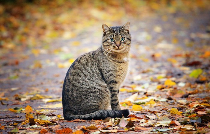 кот, осень, листья, vladimirvolkhonsky