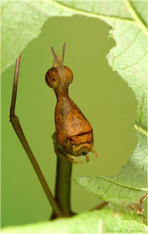 proscopia sp., длинноголовая саранча (proscopiidae, acridoidea, caelifera), Надежда Муравьёва