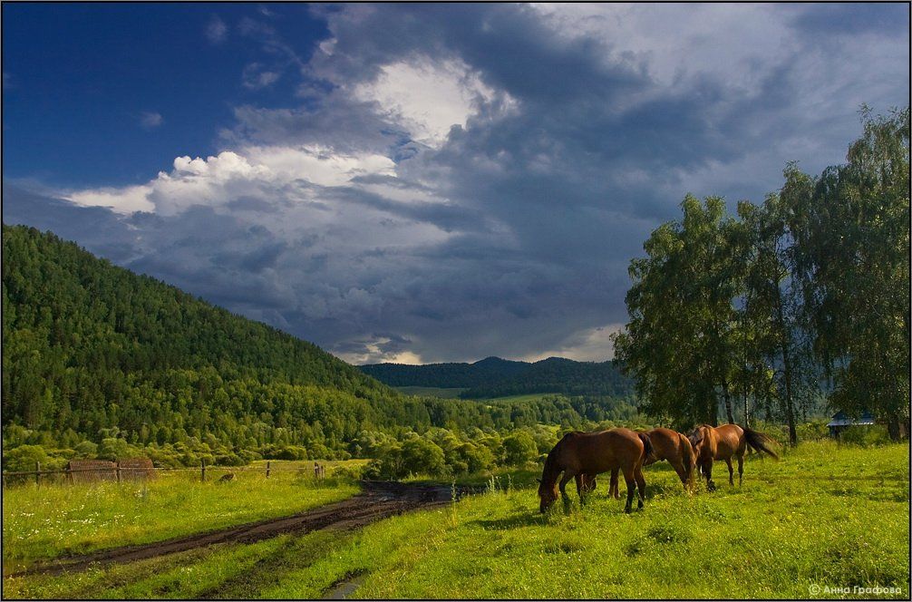 алтай, горы, горный алтай, камлак, чуйский тракт, кони, аня графова, Аня Графова