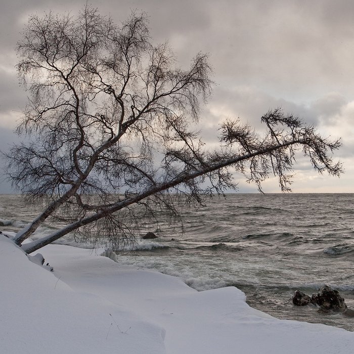 бурятия, байкал, турка, снег, дерево, берег, Олег Шубаров