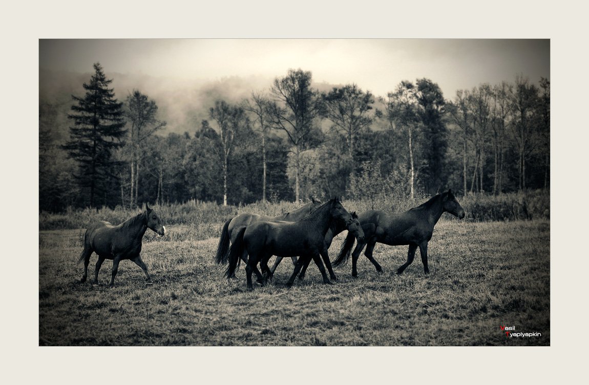 лошади, поле, фотошоп, Дмитрий Корнилов