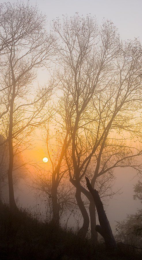 осень, рассвет, туман, солнце, дерево, partner, Андрей Алексеев