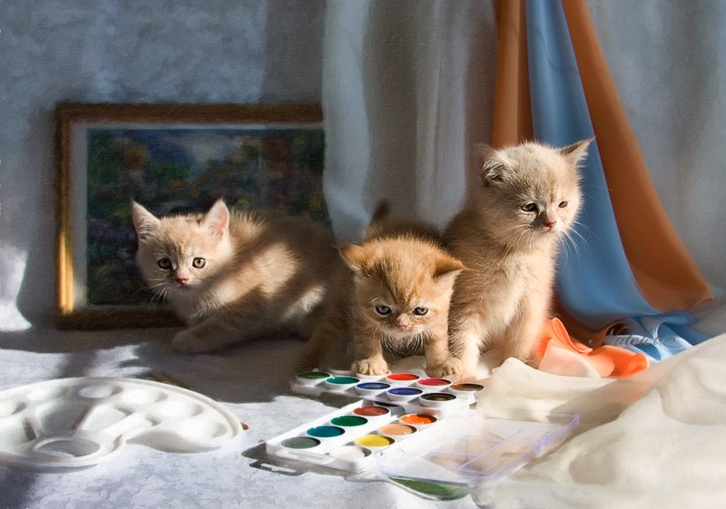 британский кремовый котёнок, эльф, умка, рыжий экзотический котик, лис, Nateletro