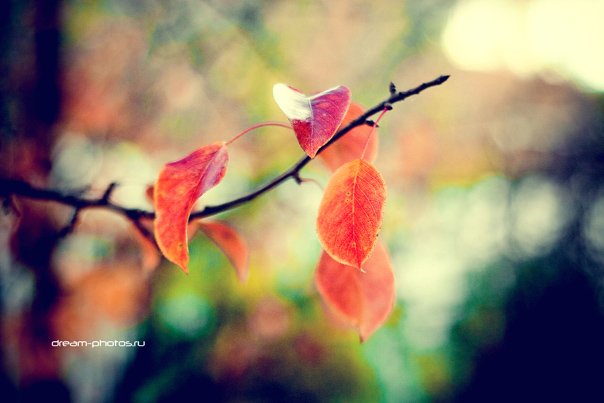 осень, листва, Kitaev Dmitriy
