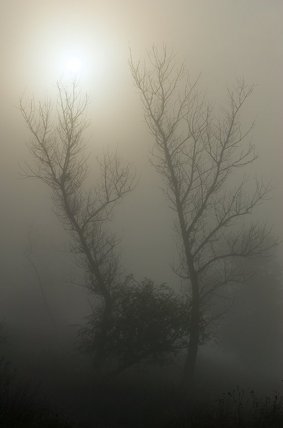 осень, туман, утро, солнце, деревья, partner, Андрей Алексеев