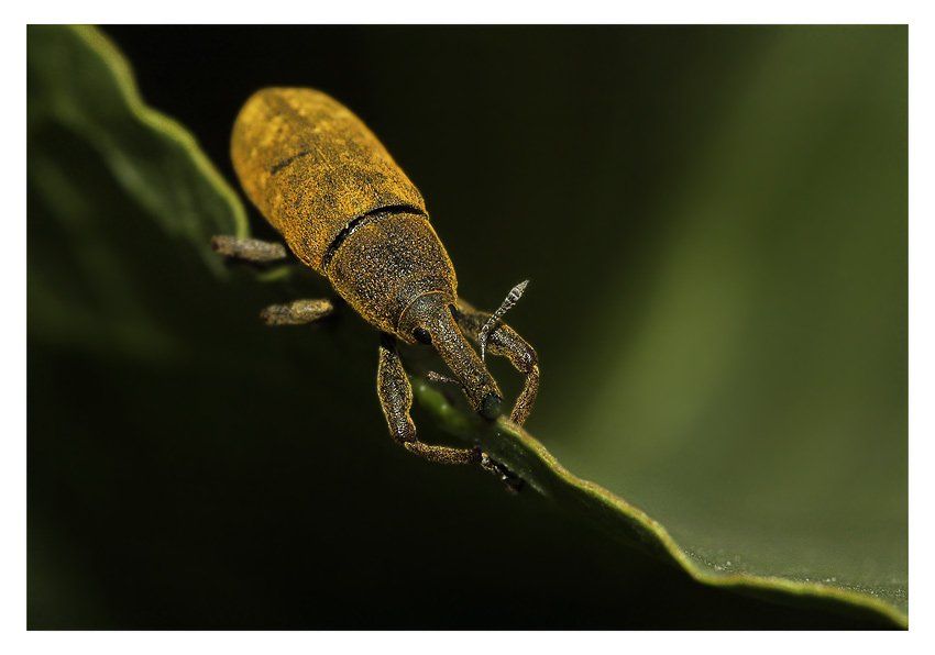 долгоносик, фрачник, lixus, curculionidae, Юрий Охлопков