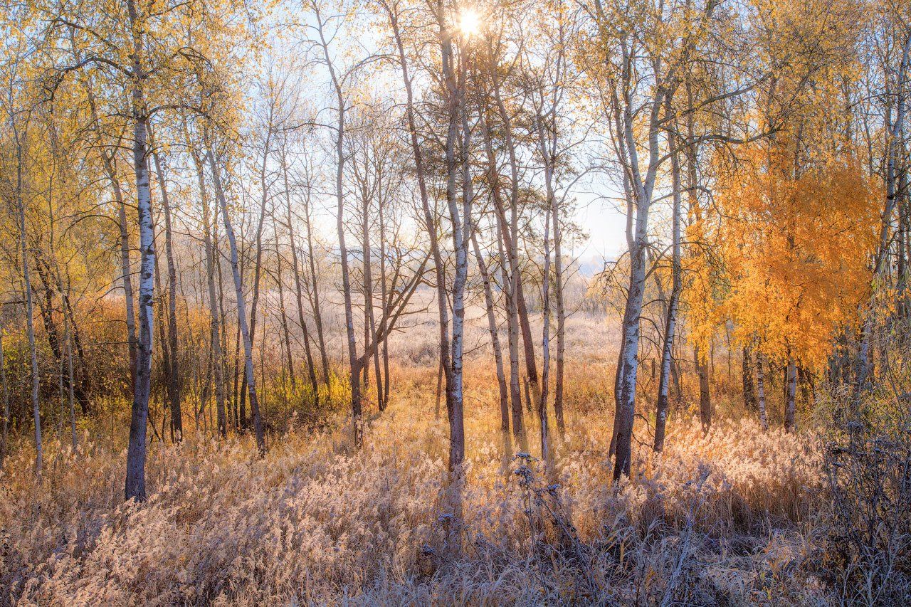 листва, осень, солнце, Виктор Климкин