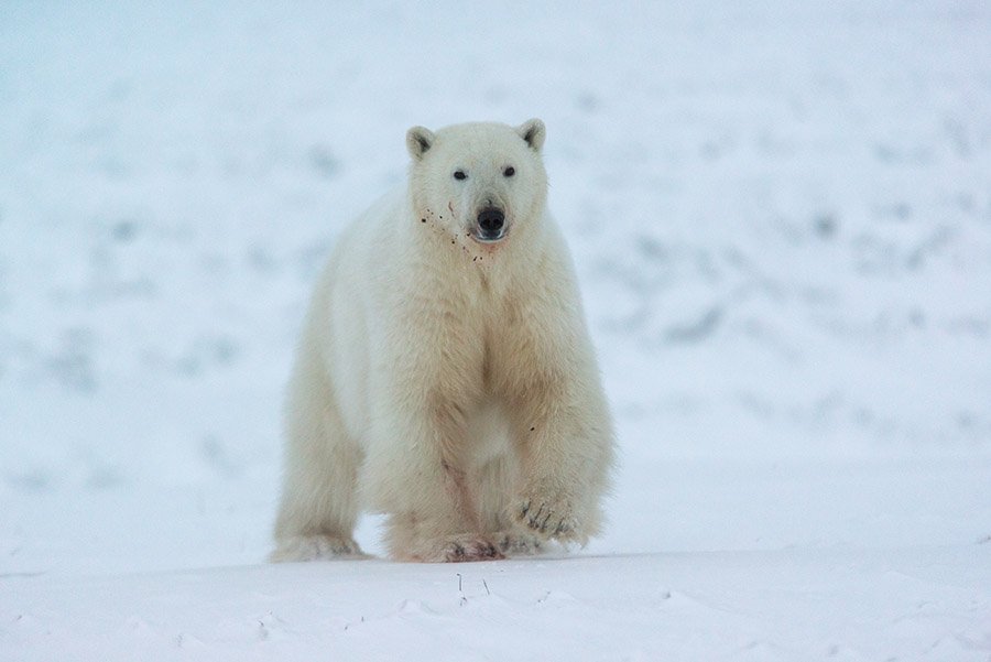 белый медведь, чукотка зима, Максим Деминов