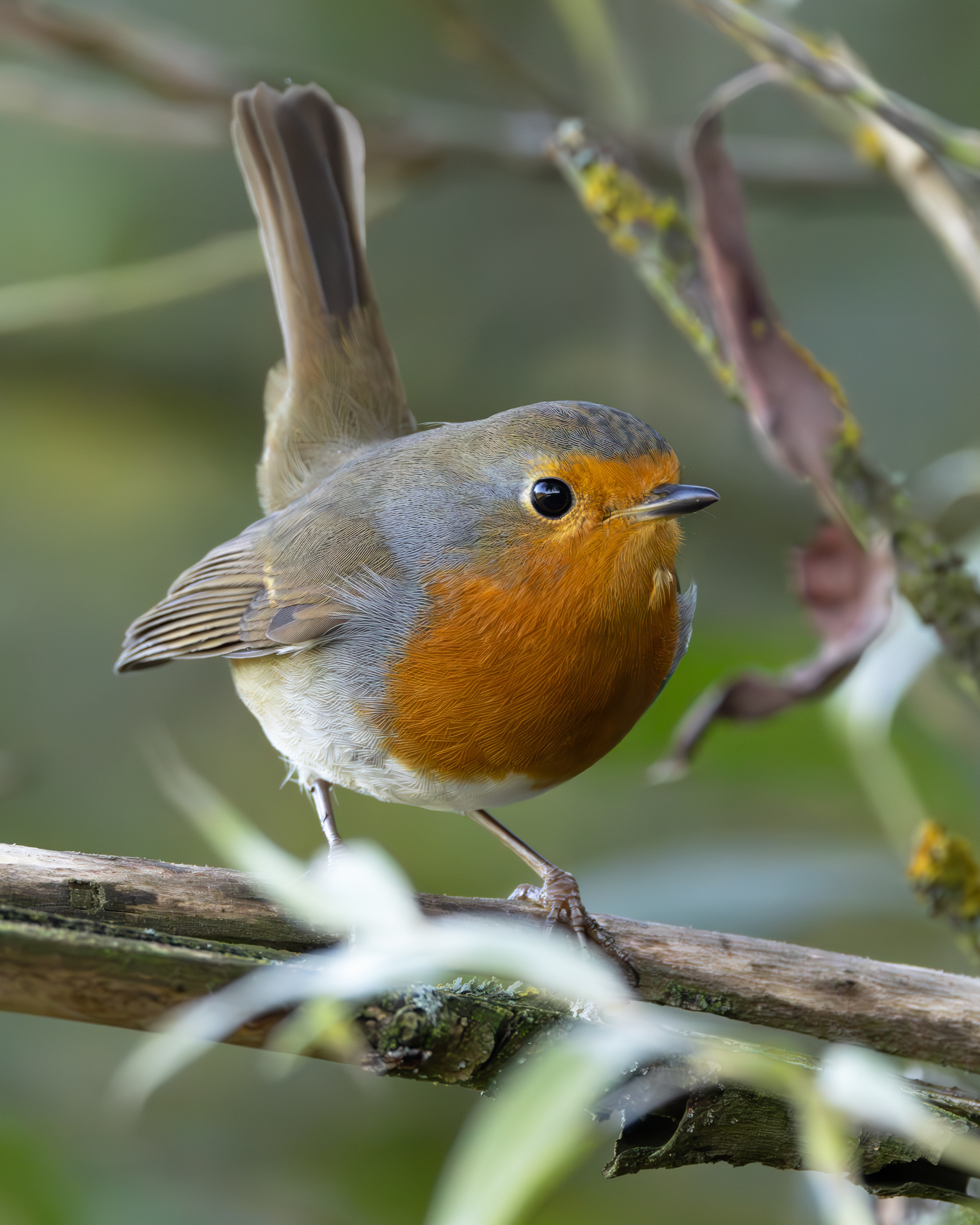 зарянка, erithacus rubecula, птицы, фото птиц, Александр Шипиленко