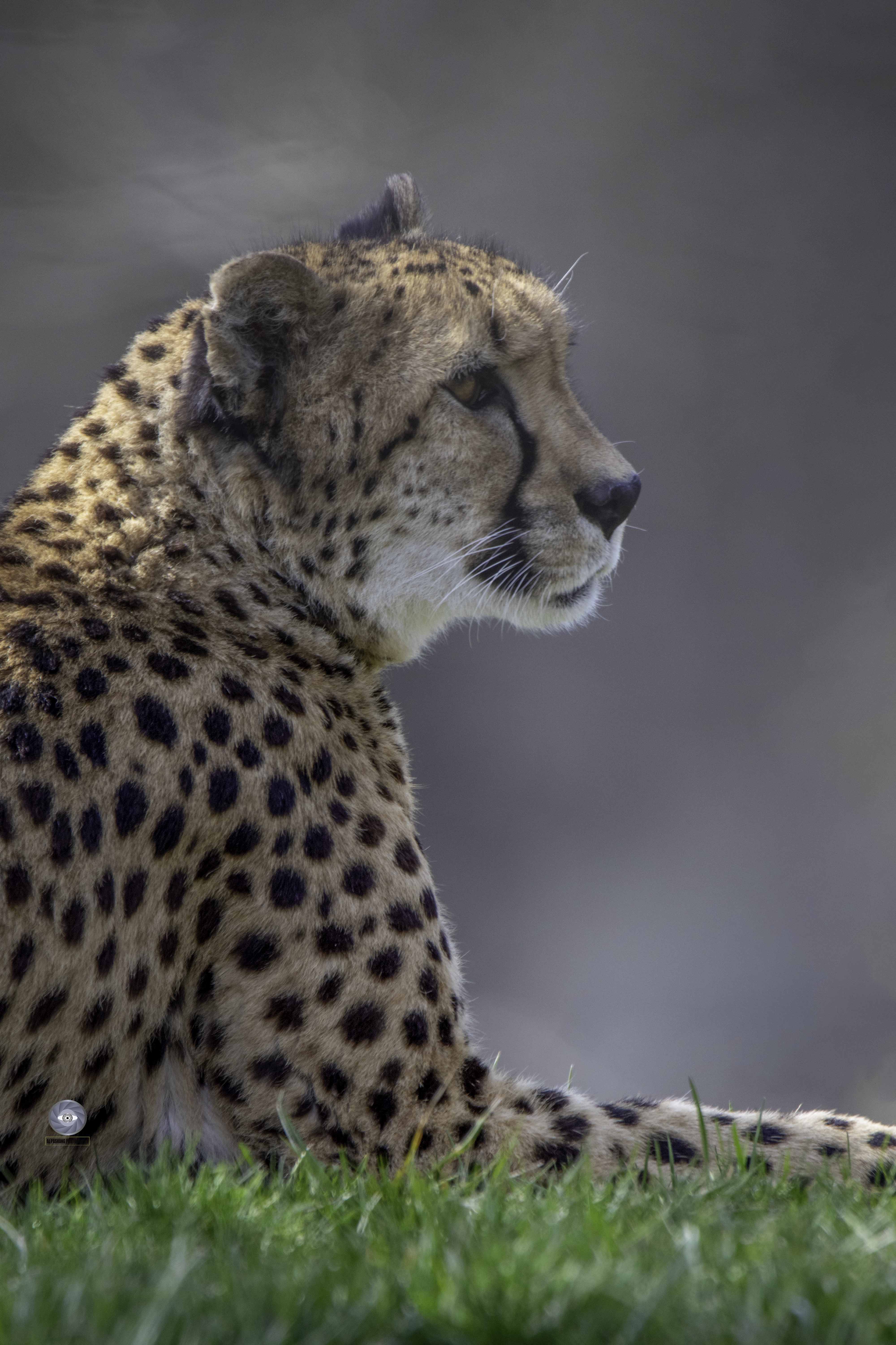 mammals-cheetah-fastest -speed., Ali Pashang