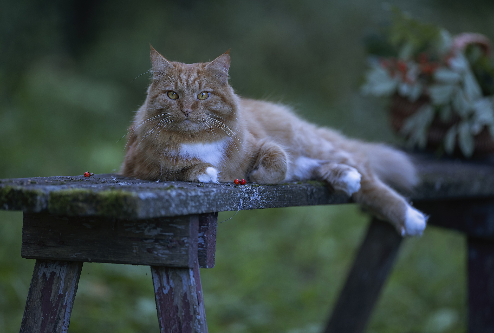 кот, фотомодель, рыжий, красавец,cat, beautiful,photomodel, nature, Стукалова Юлия