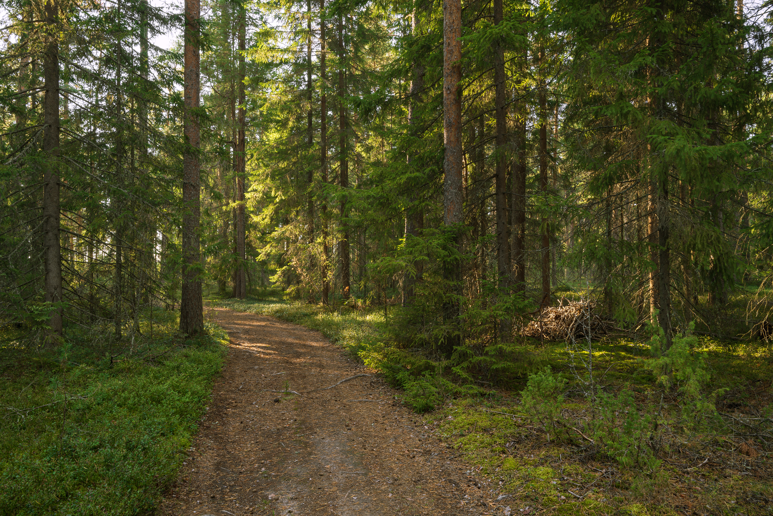 forest, tree, light, foliage, sunlight, spruce, morning, Андрей Козлов