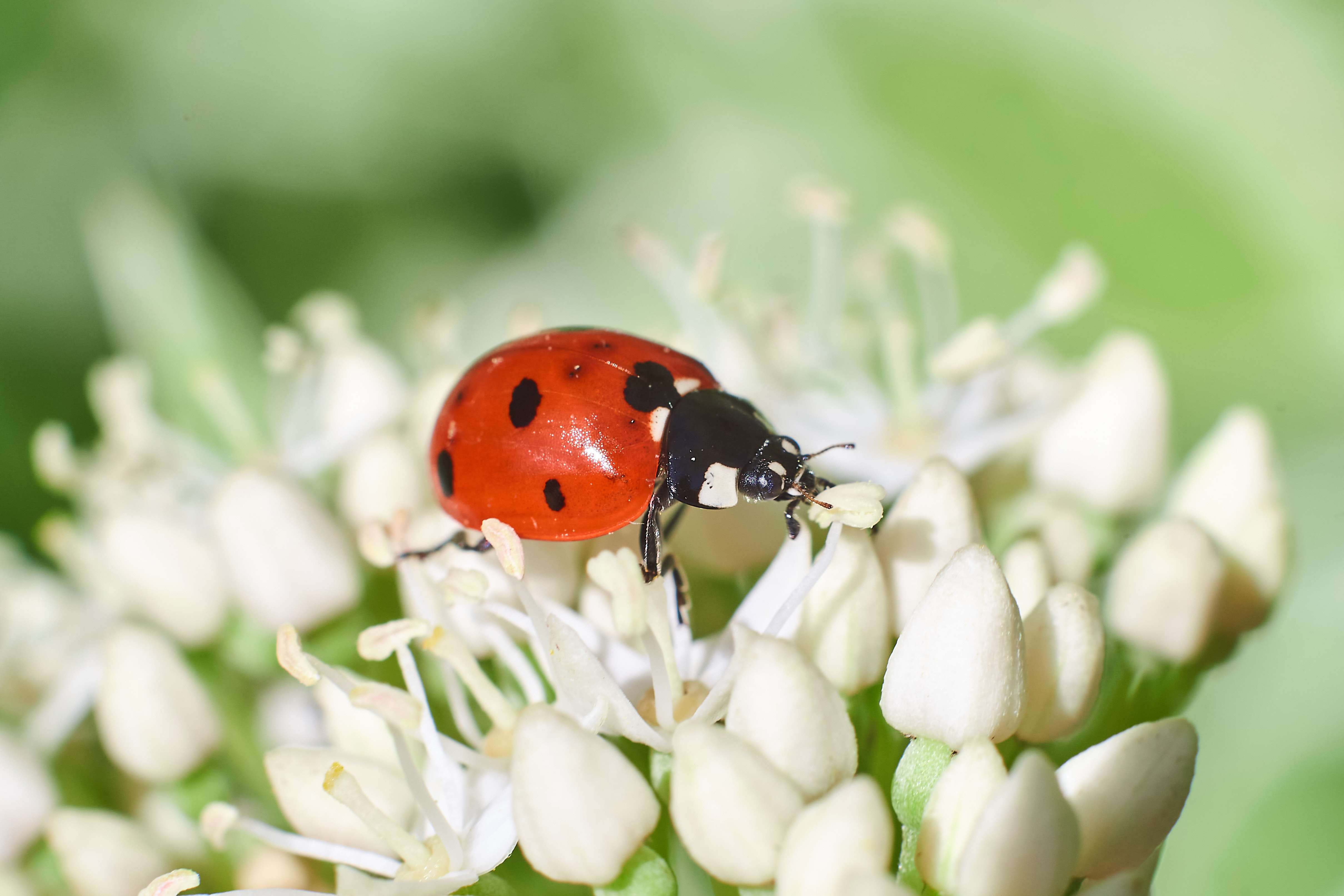 bug, volgograd, russia, wildlife, , Павел Сторчилов