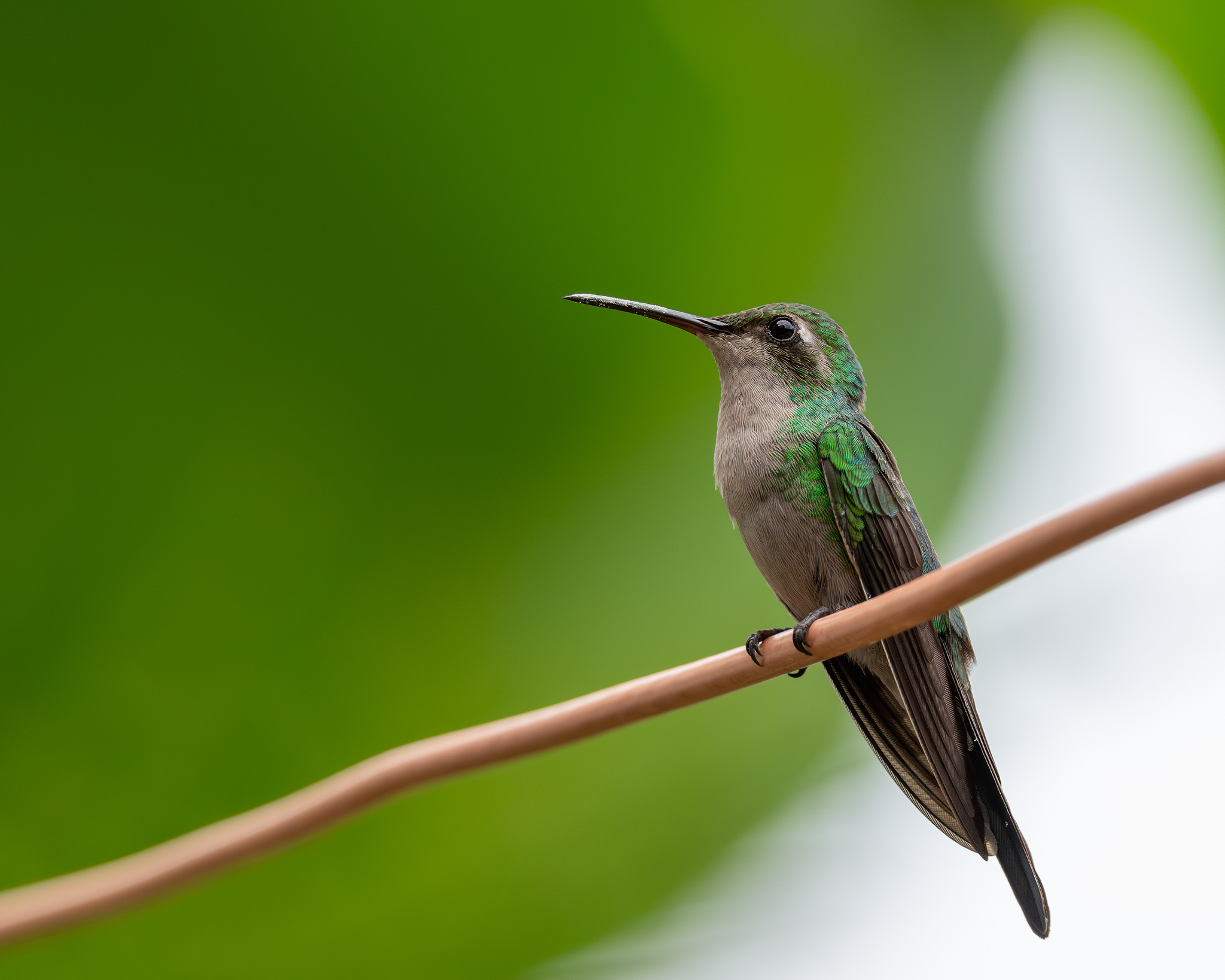 hummingbird, cuban, bird , Abel Cancino Gutierrez