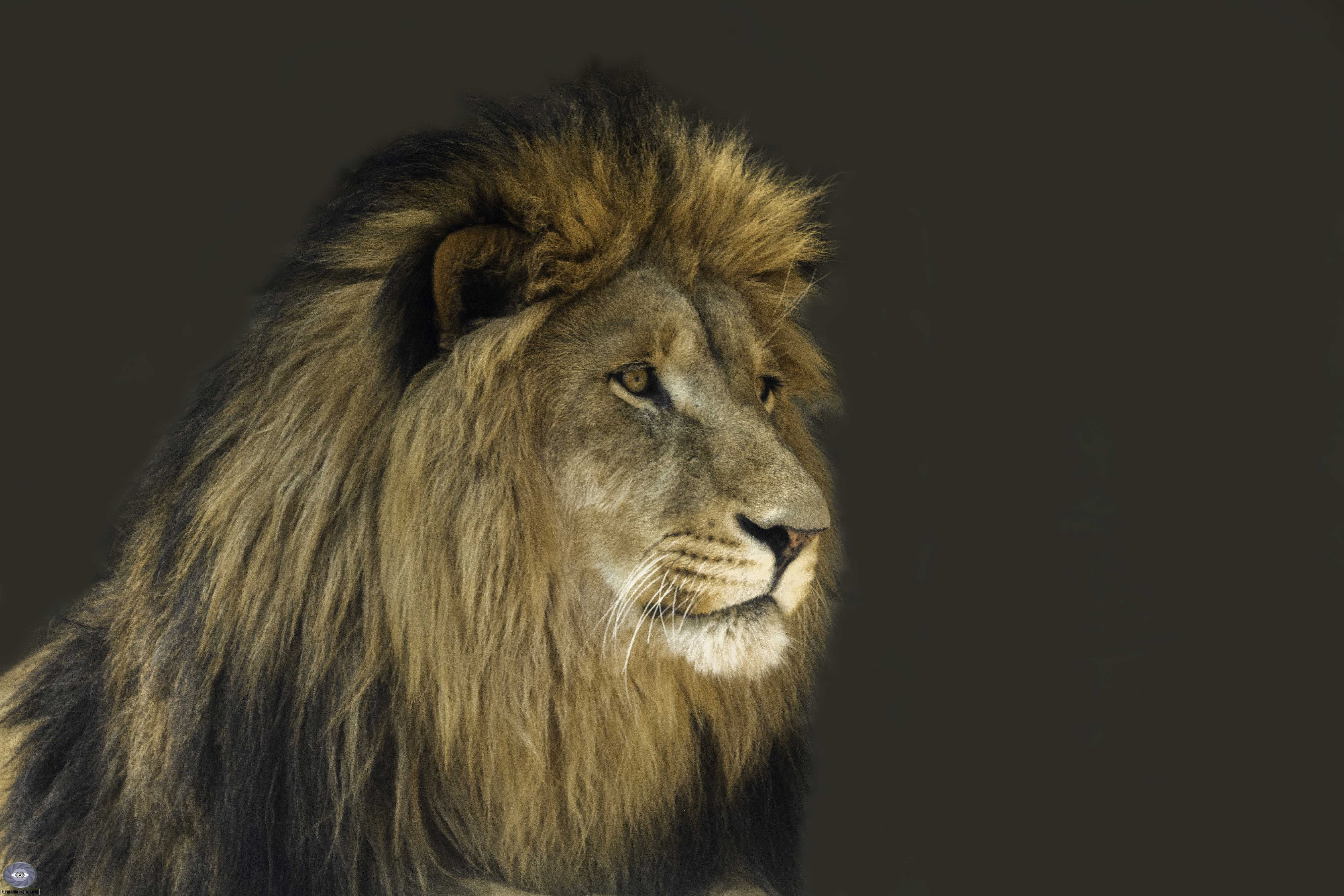 lion-african lion-cat-big cat-white lion-africa-mammals-power-strong, Ali Pashang