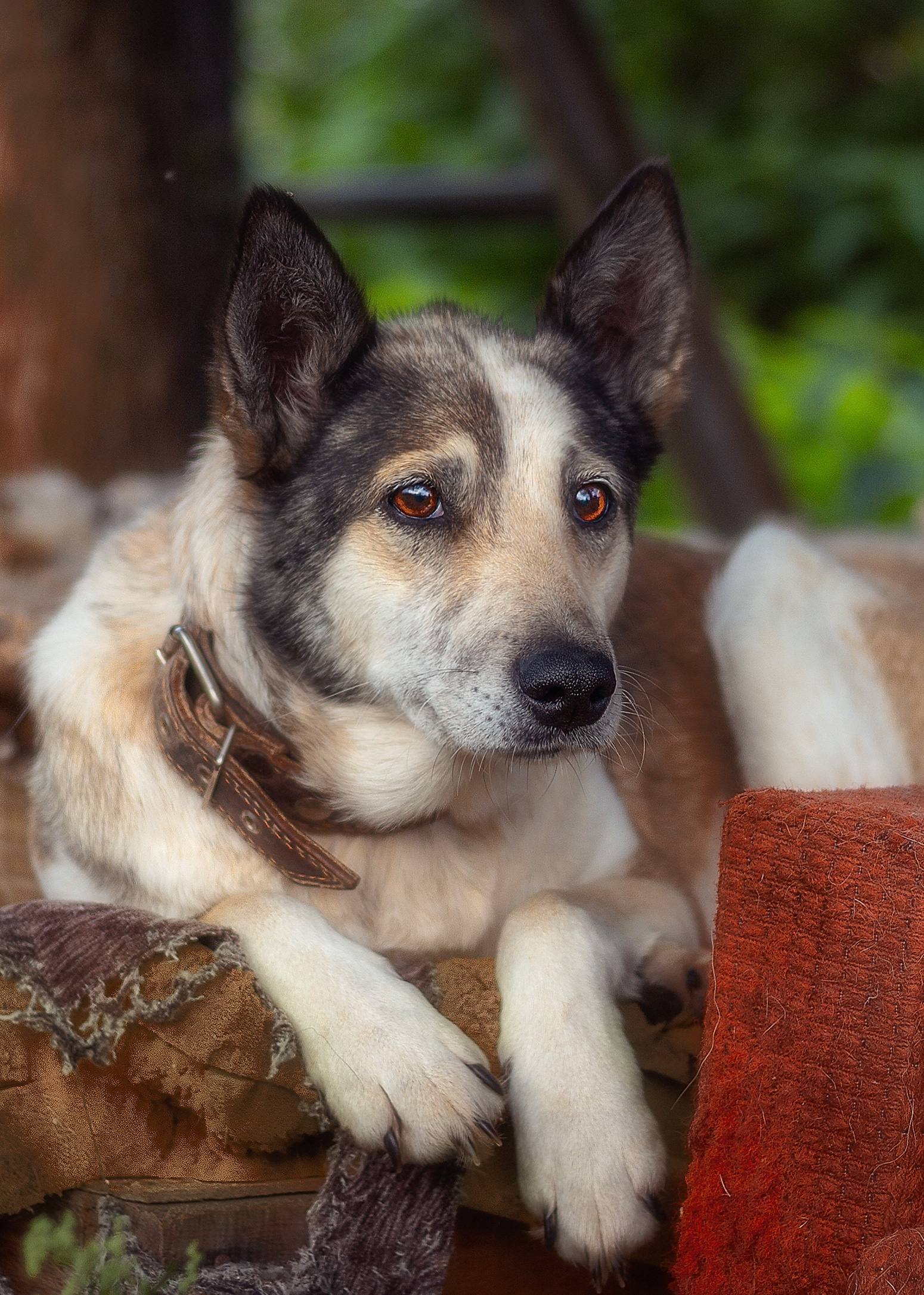 dog, pets, animals, Холудеев Виктор