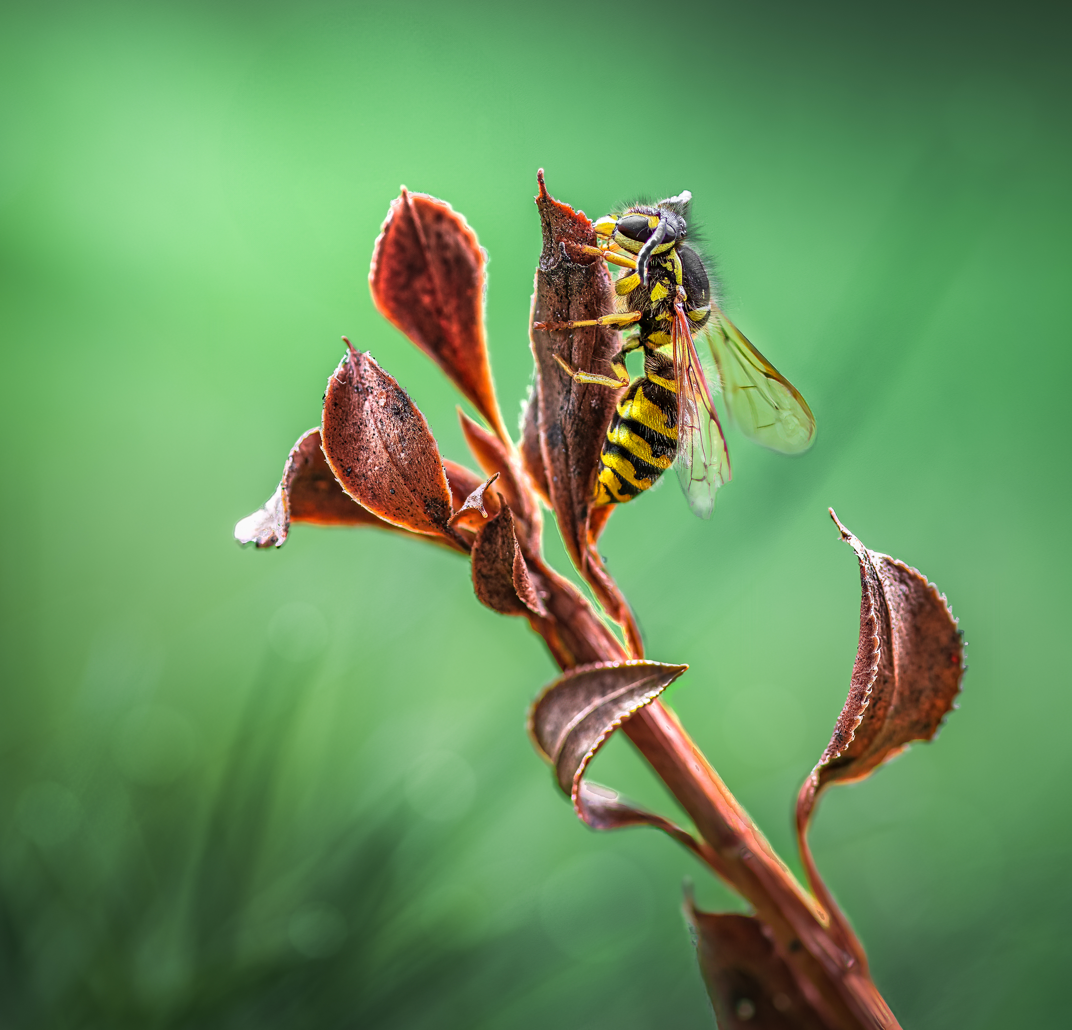 wasp, insect, macro, nature, wild, insects, bee,, Atul Saluja