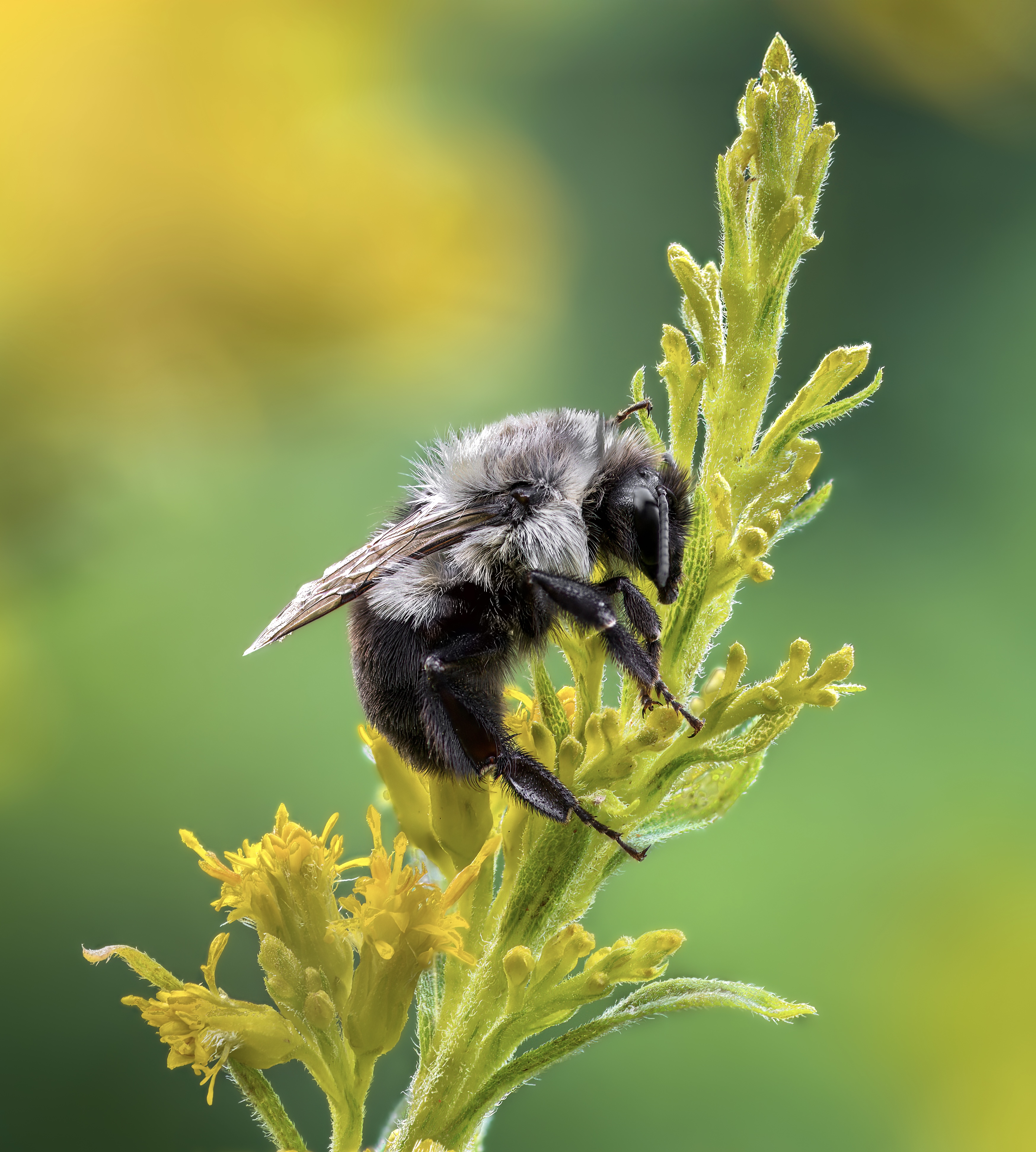 insect, bee, bumblebee, flower, beetle, bug, bugs, leaf, grass, macro, spring, love,, Atul Saluja