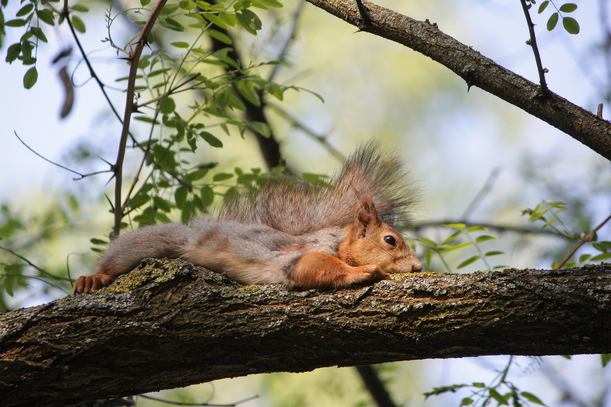 белка обыкновенная, векша, sciurus vulgaris, КарОл