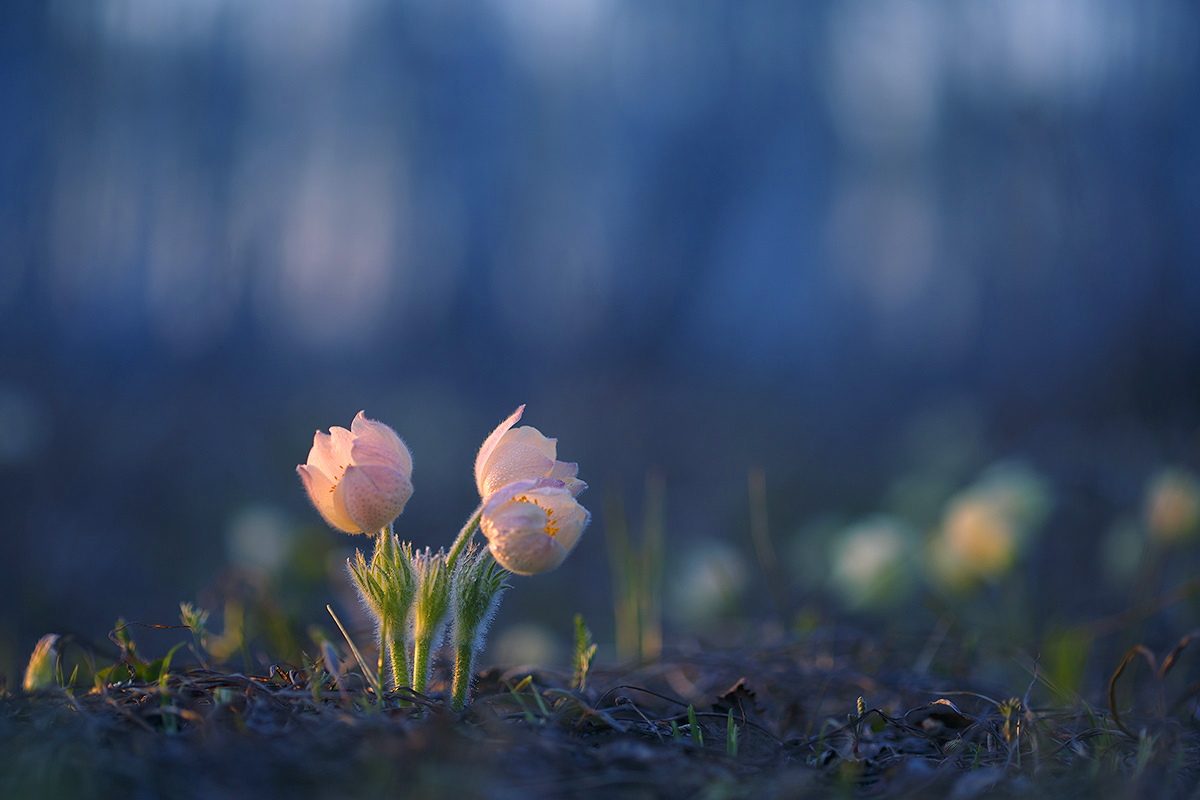 макро, природа, боке, цветы, macro, nature, flowers, сон-трава, прострел, подснежник, лес, вечер, весна, Sokolova Tatiana