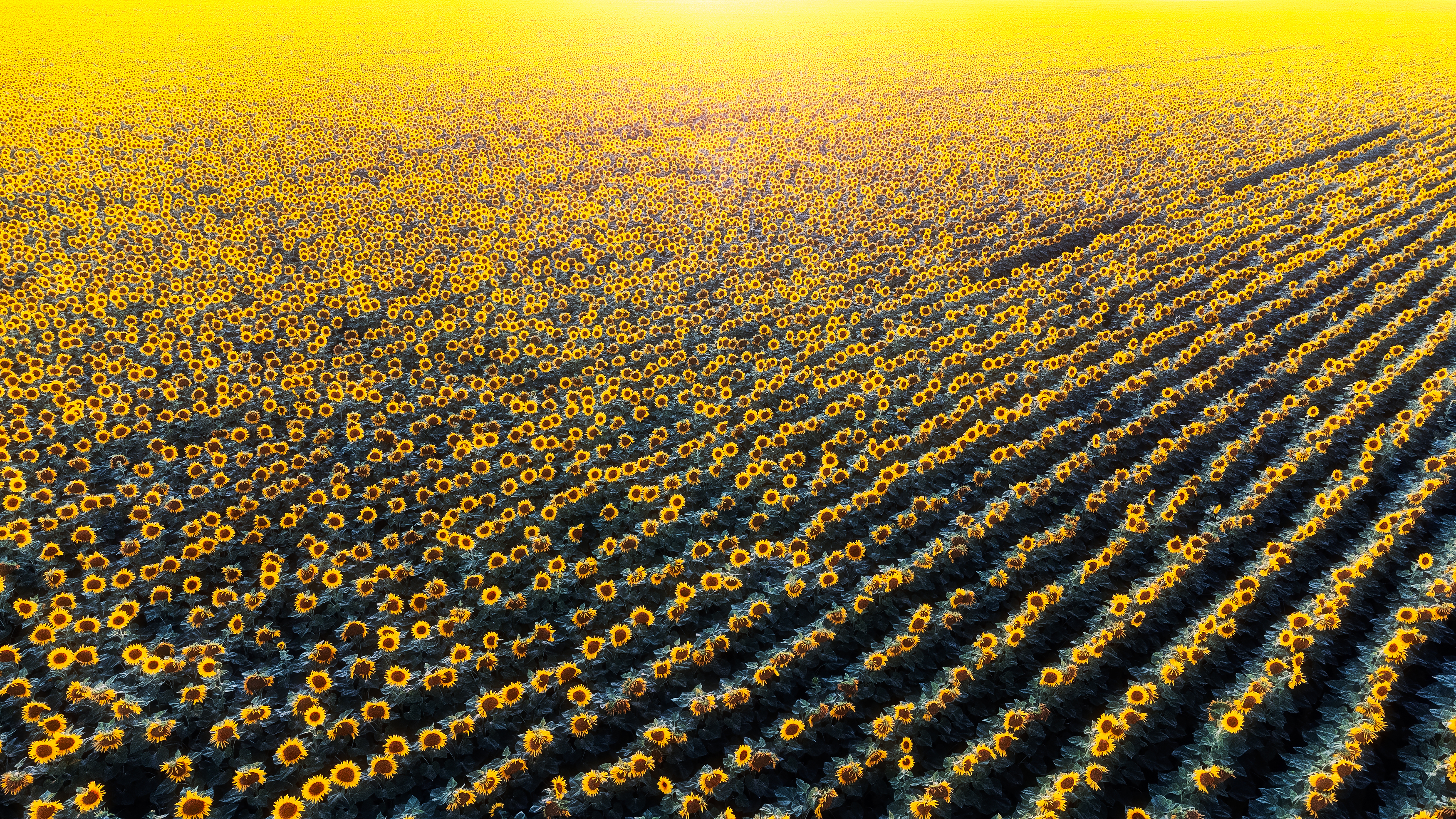 sunflowers, landscape, подсолнух, природа, пейзаж, поле подсолнухов, Мартыненко Дмитрий