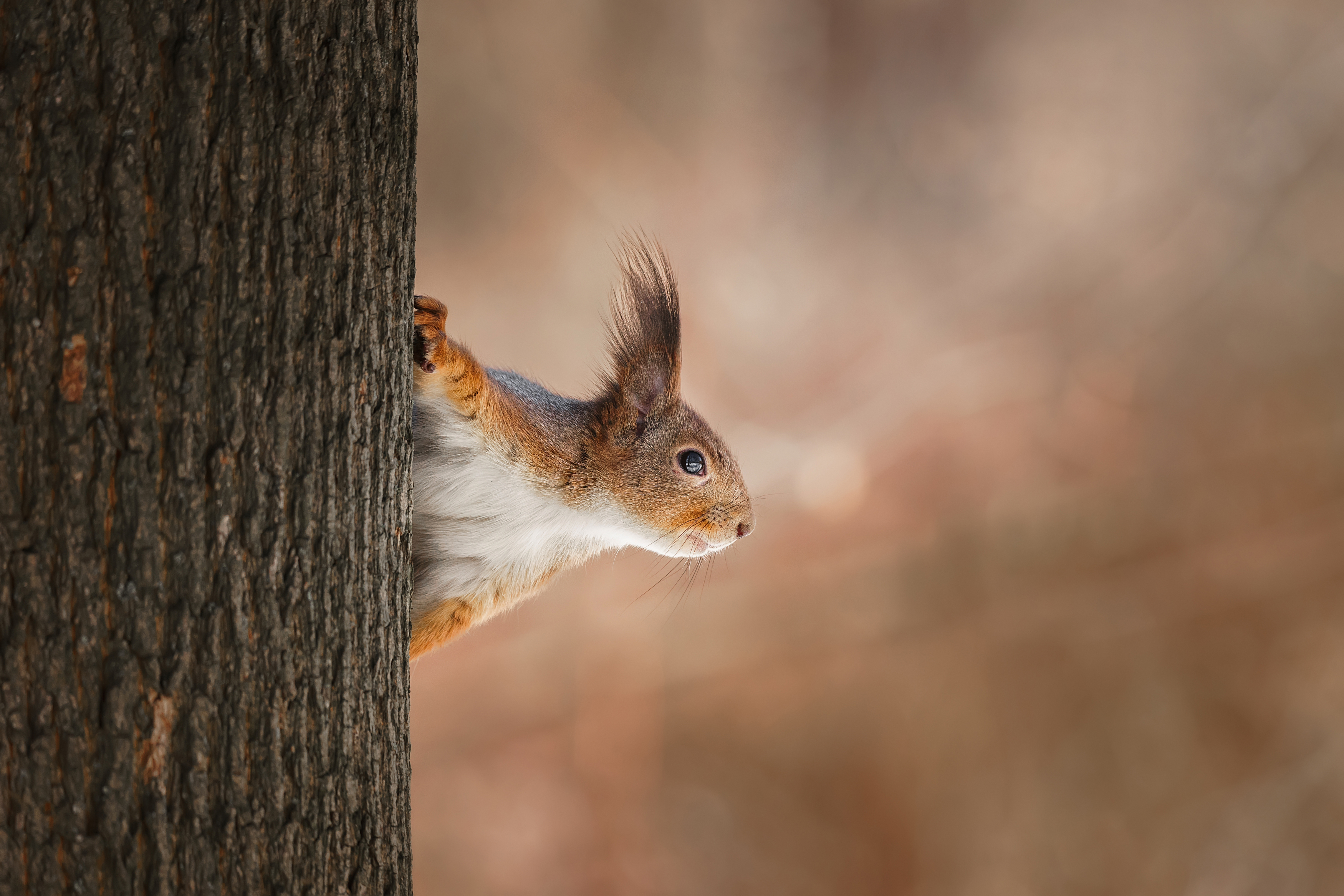 wild, animal, squirrel, tree, wildlife, forest, brown, tail, nature, green, Корнеев Алексей