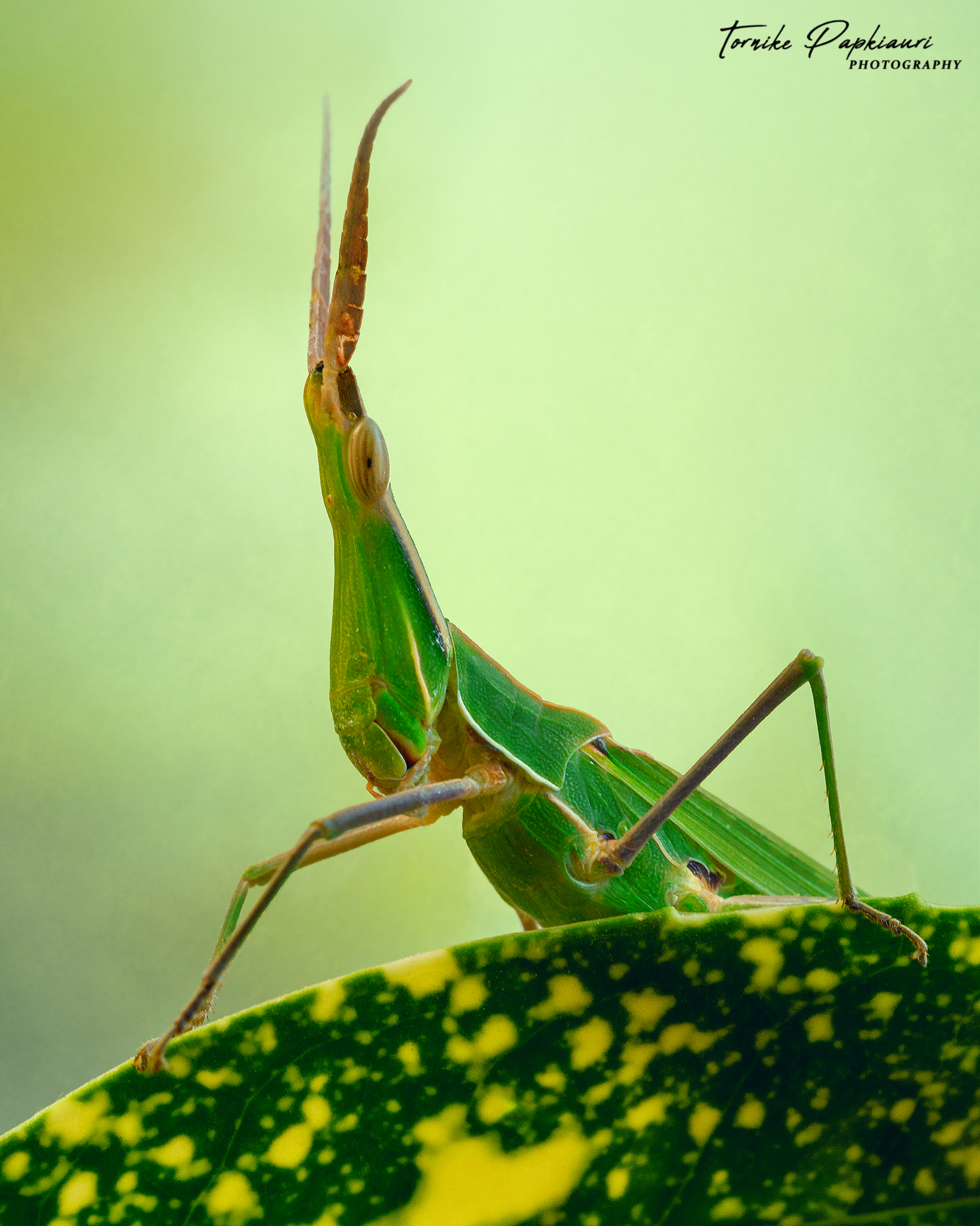 macro, grasshopper, georgia, TORNIKE PAPKIAURI